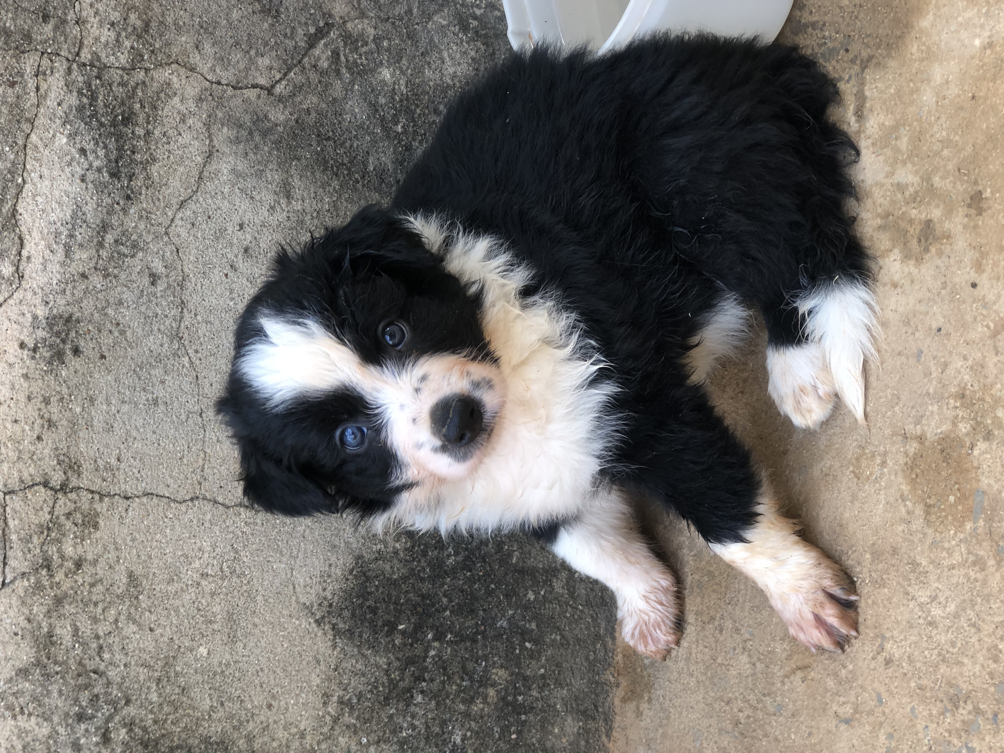 Filhotes de Border Collie - Foto 2