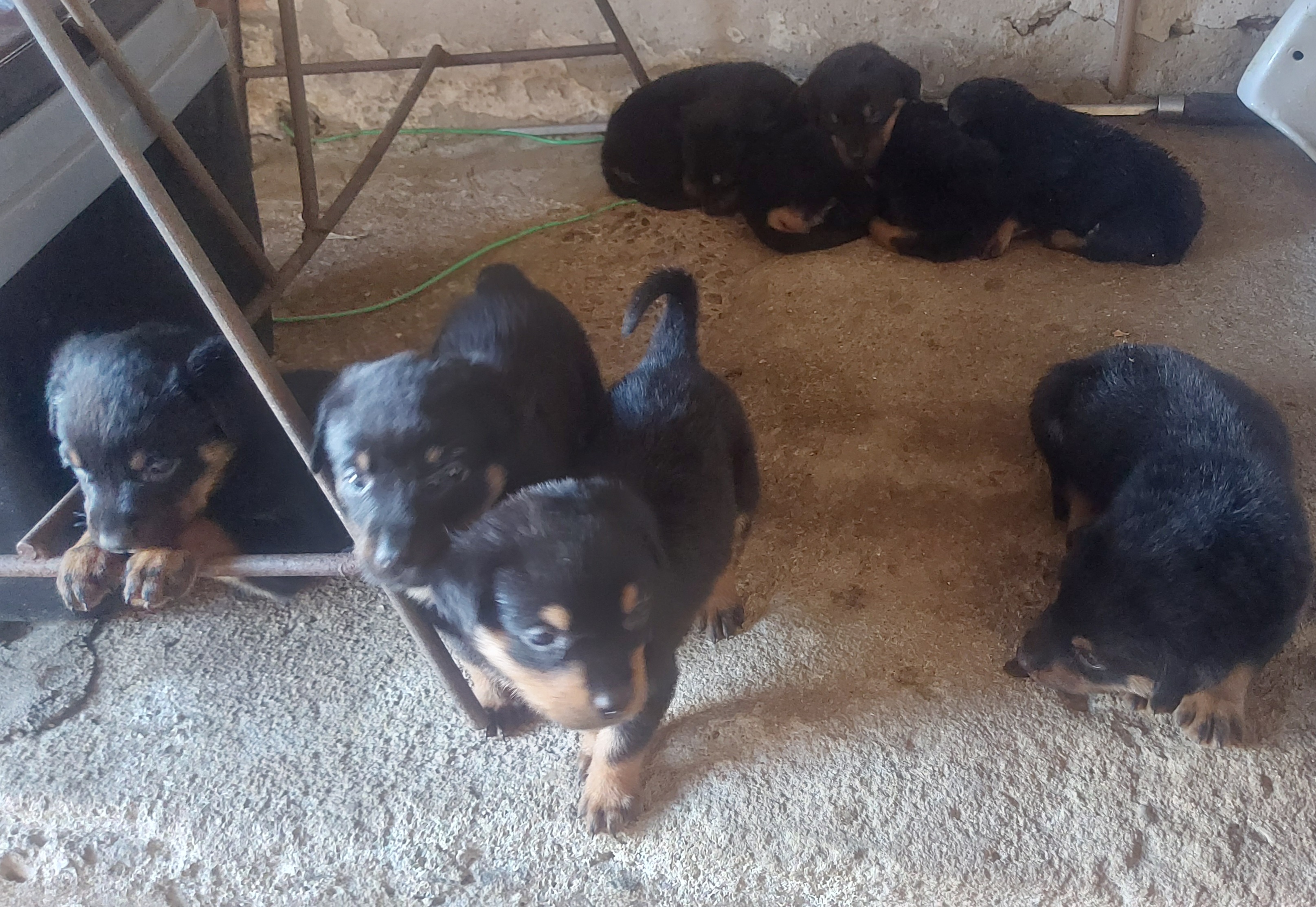 Portal Vendocão Cachorro filhote  Gravataí