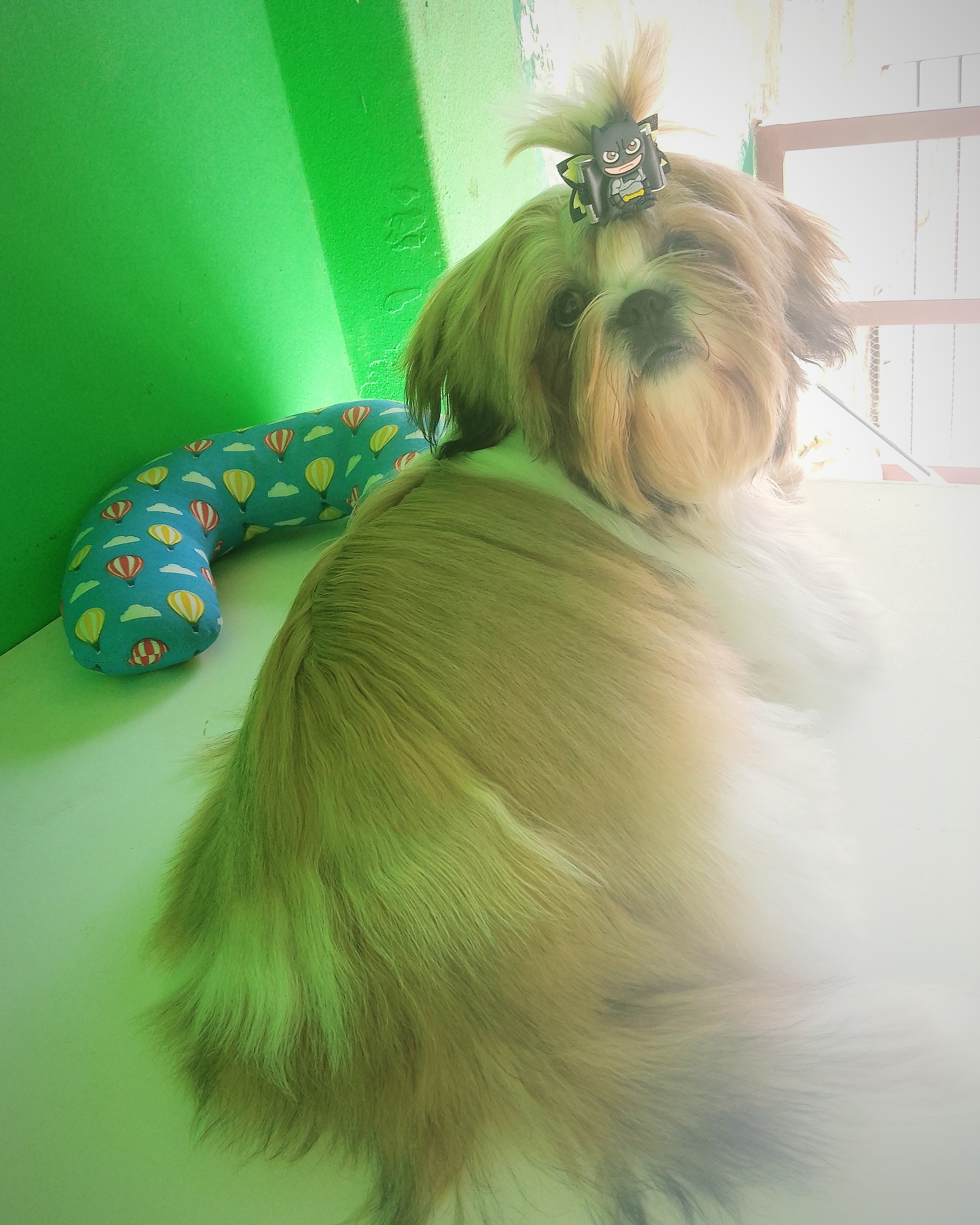 Portal Vendocão Shihtzu  Porto Alegre