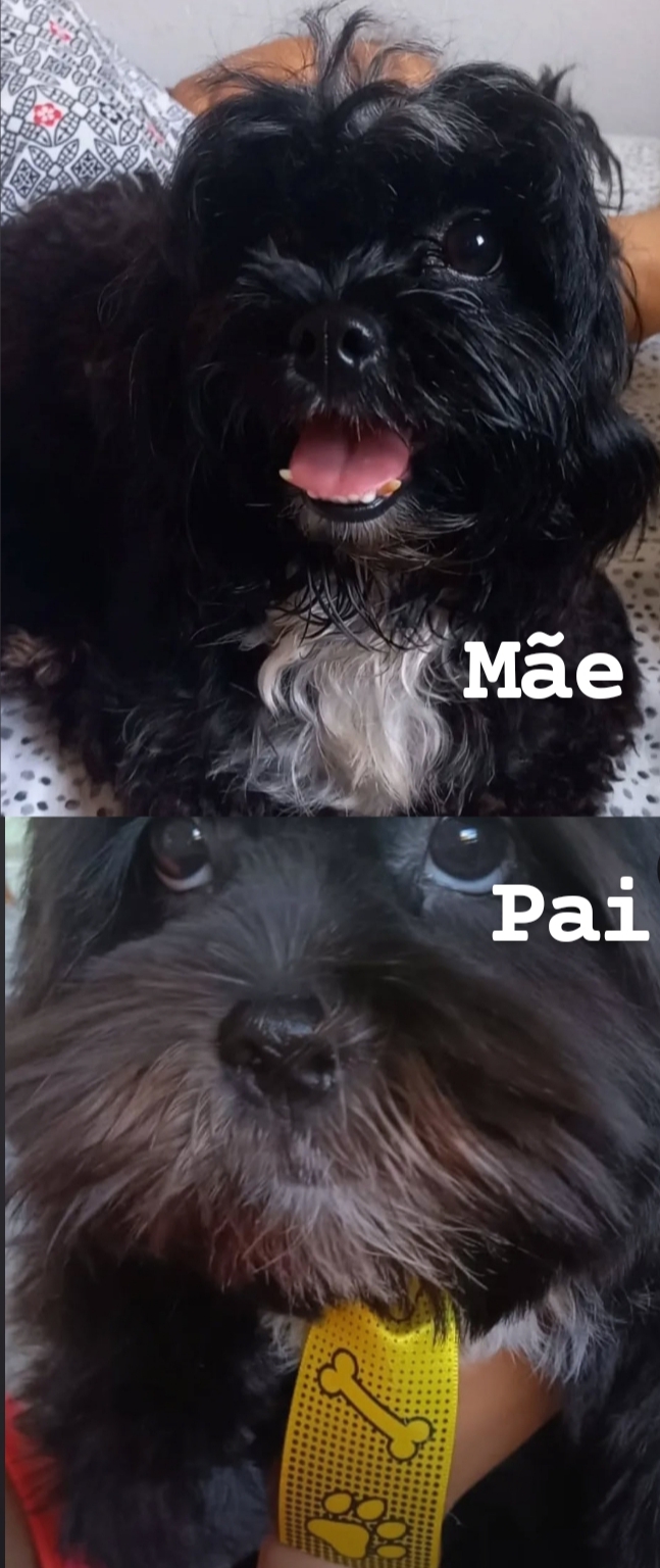 Portal Vendocão Venda Filhotes Lhasa Apso Olinda
