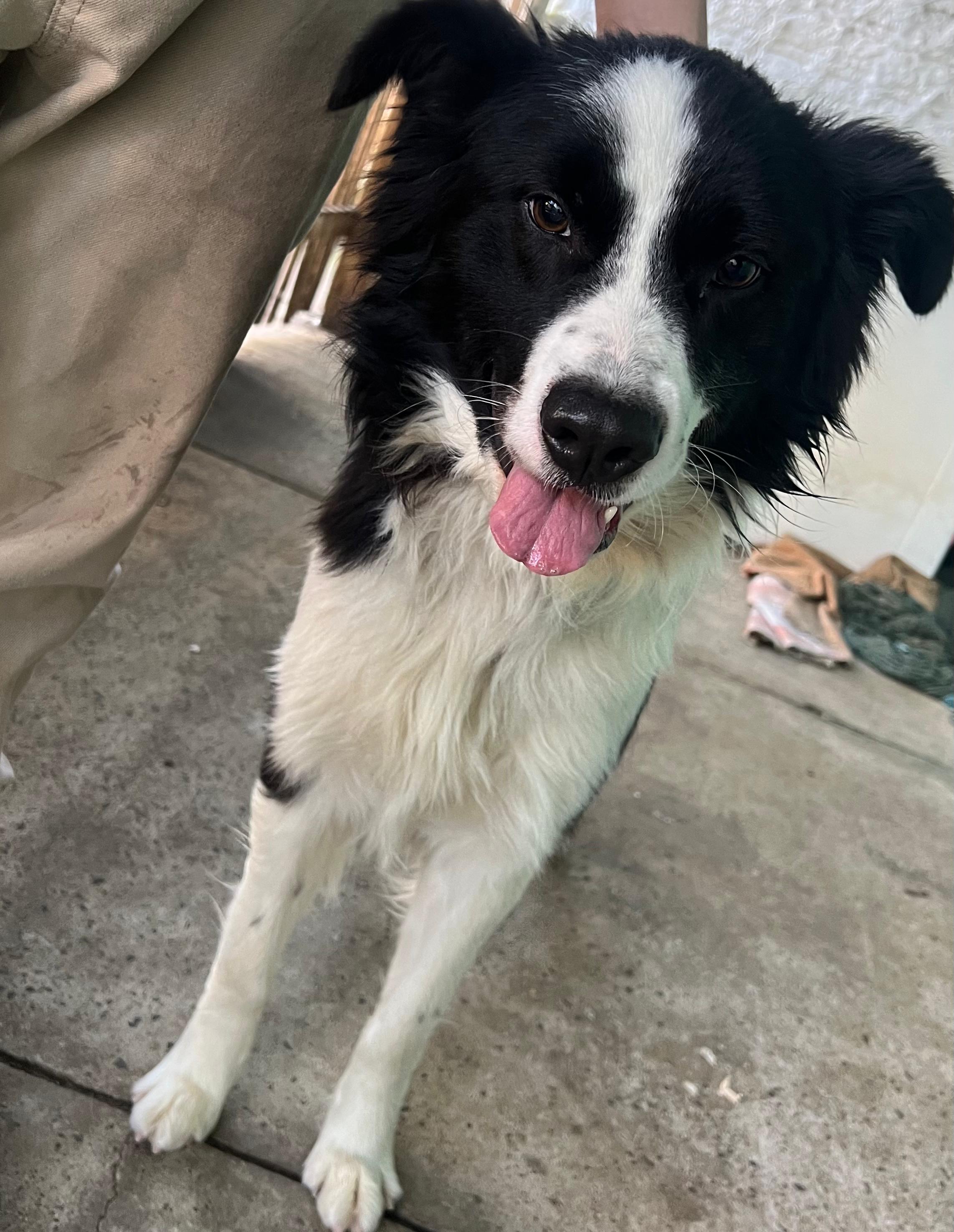 Portal Vendocão Venda Border Collie puro  Canoas 