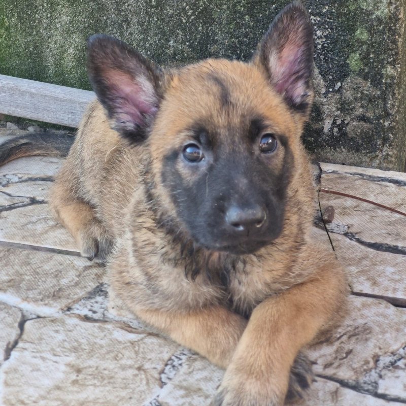 Filhotes de Pastor Belga Malinois