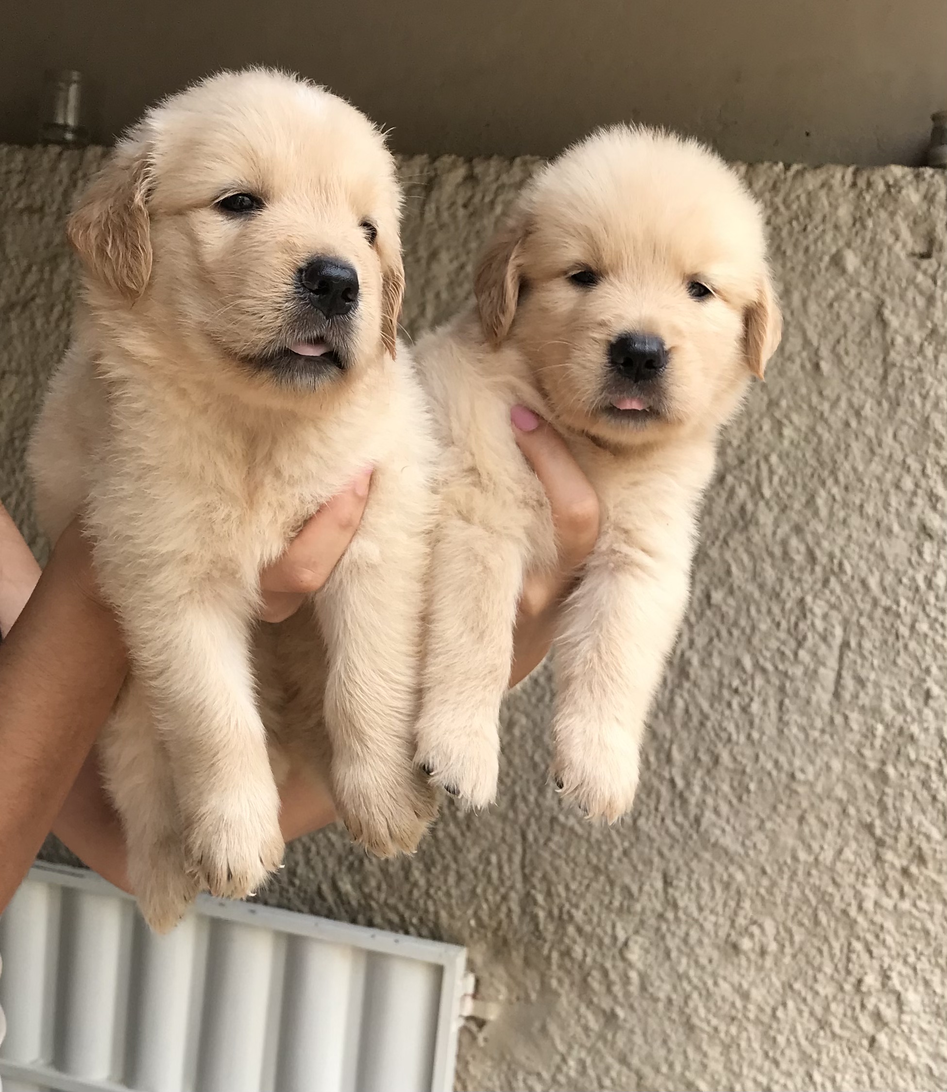 Portal Vendocão Vende-se filhotes de Golden Retriever  Pinheiros