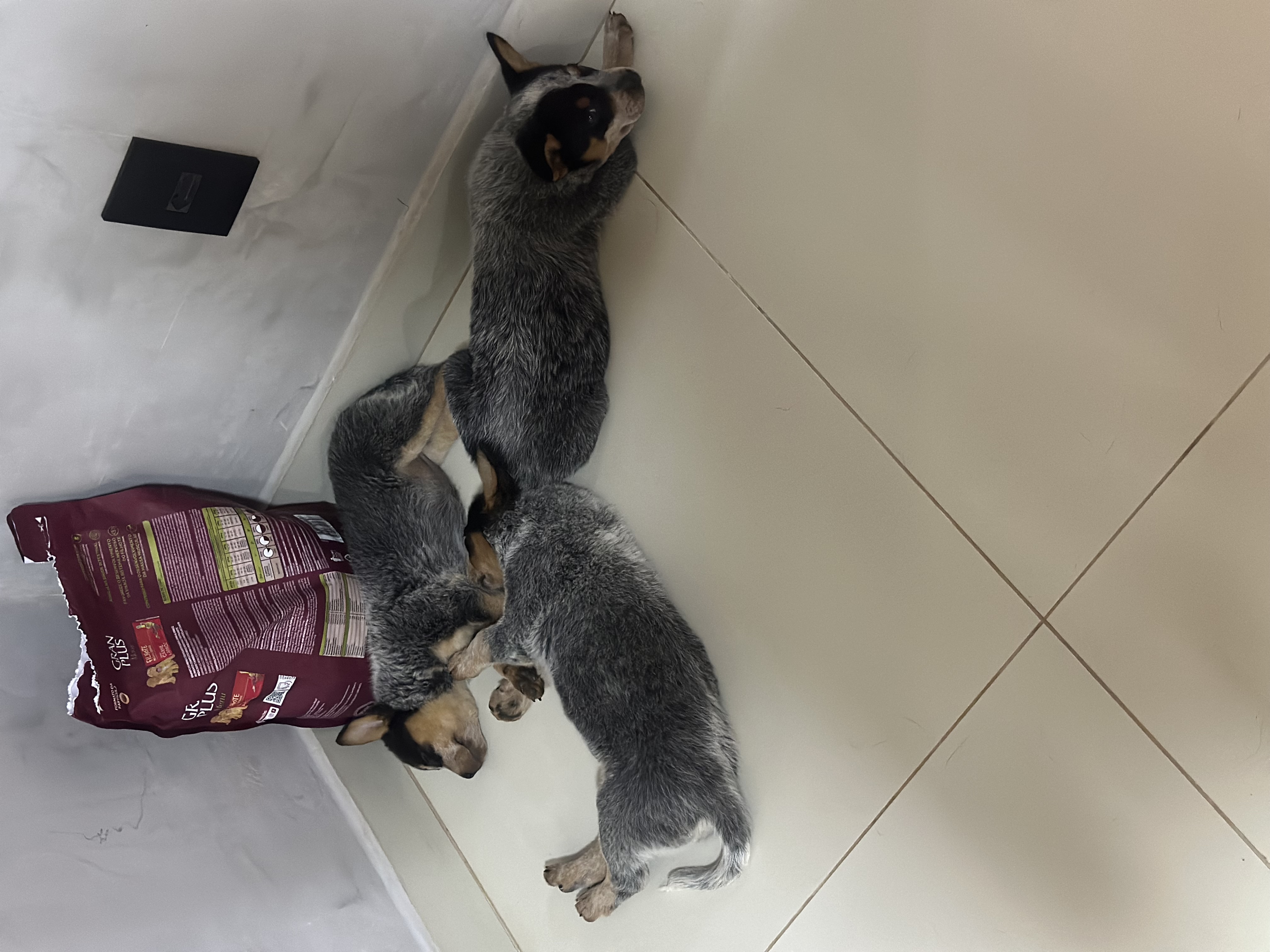 Portal Vendocão Filhotes de blue heeler  Águas claras 