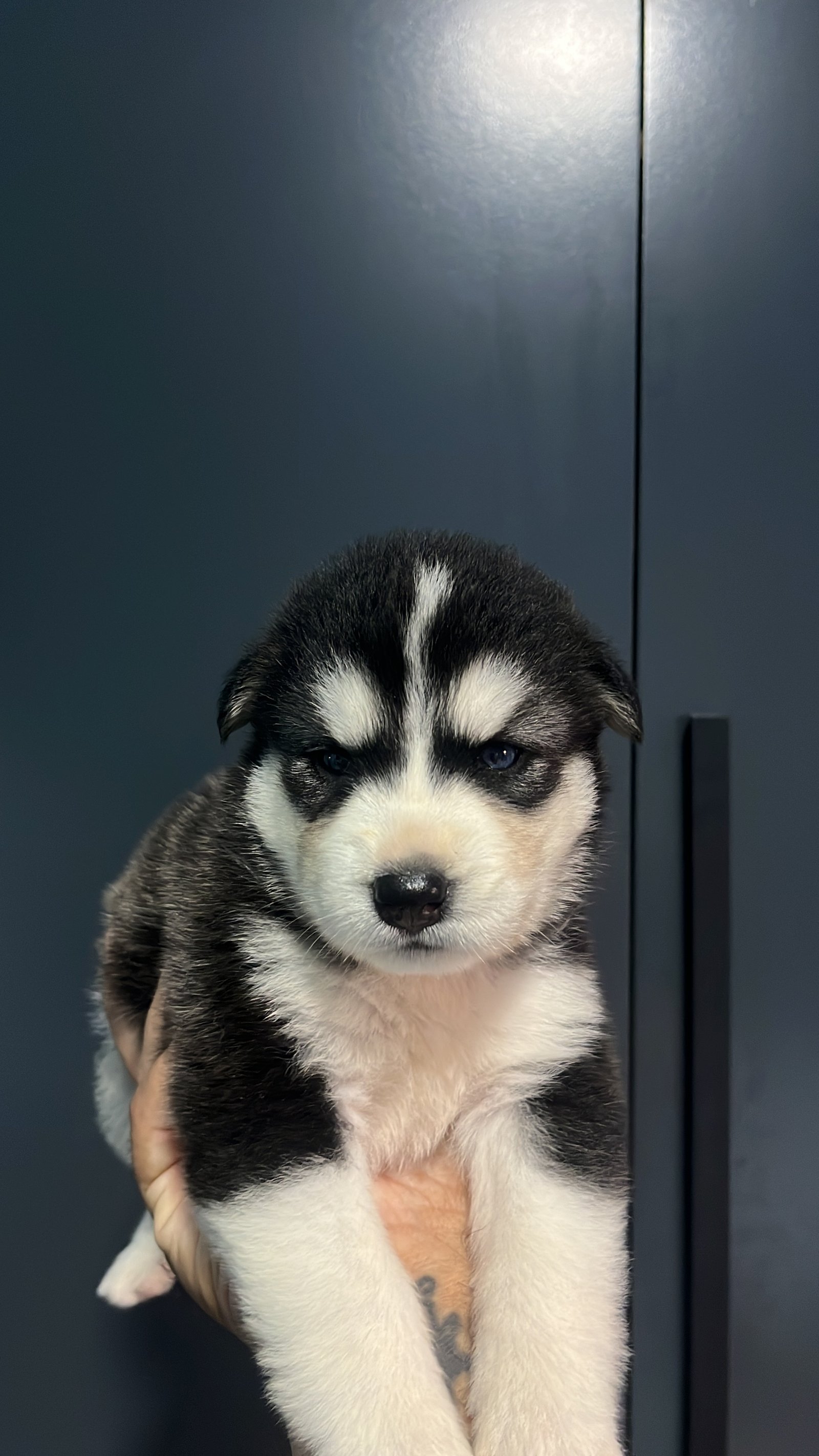 Husky siberiano  - Foto 3