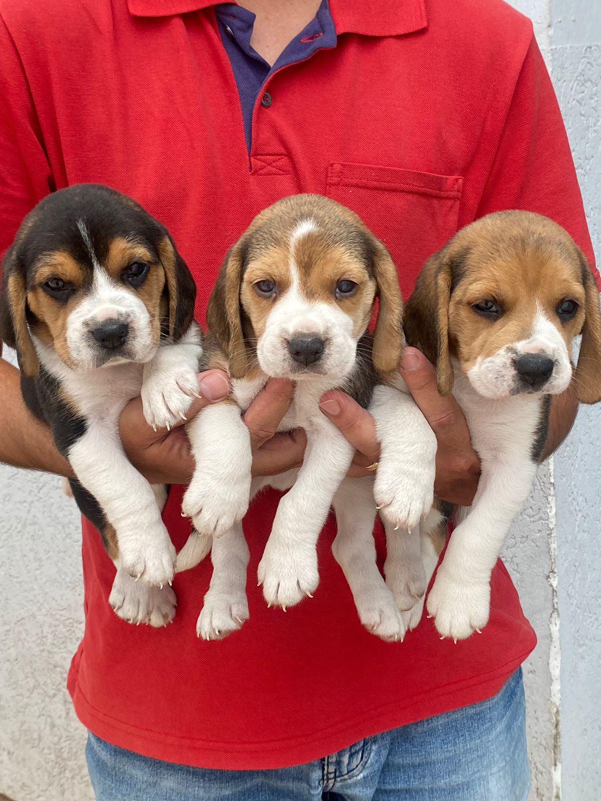 Portal Vendocão Beagle 13 polegadas linhagem de tirar o fôlego  Ribeirão Preto 