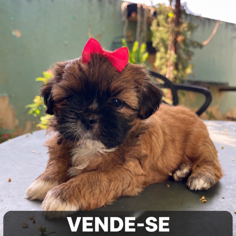 cachorro shih - tzu shitisu filhote