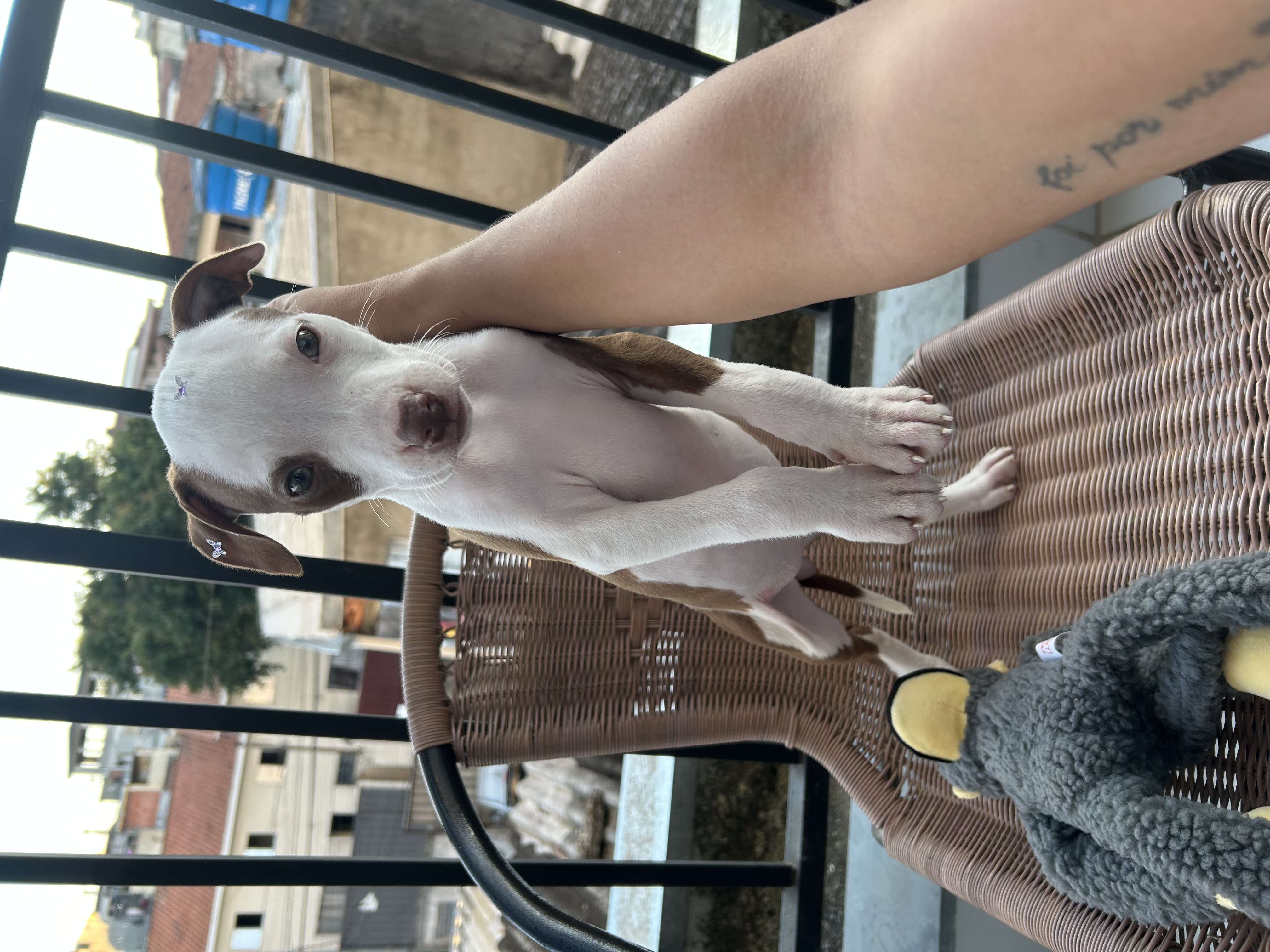 Filhote de Pitbull American Bully - Foto 3