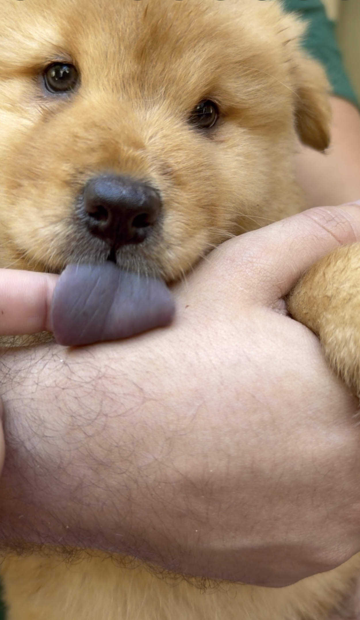 Chow-Chow - Foto 2