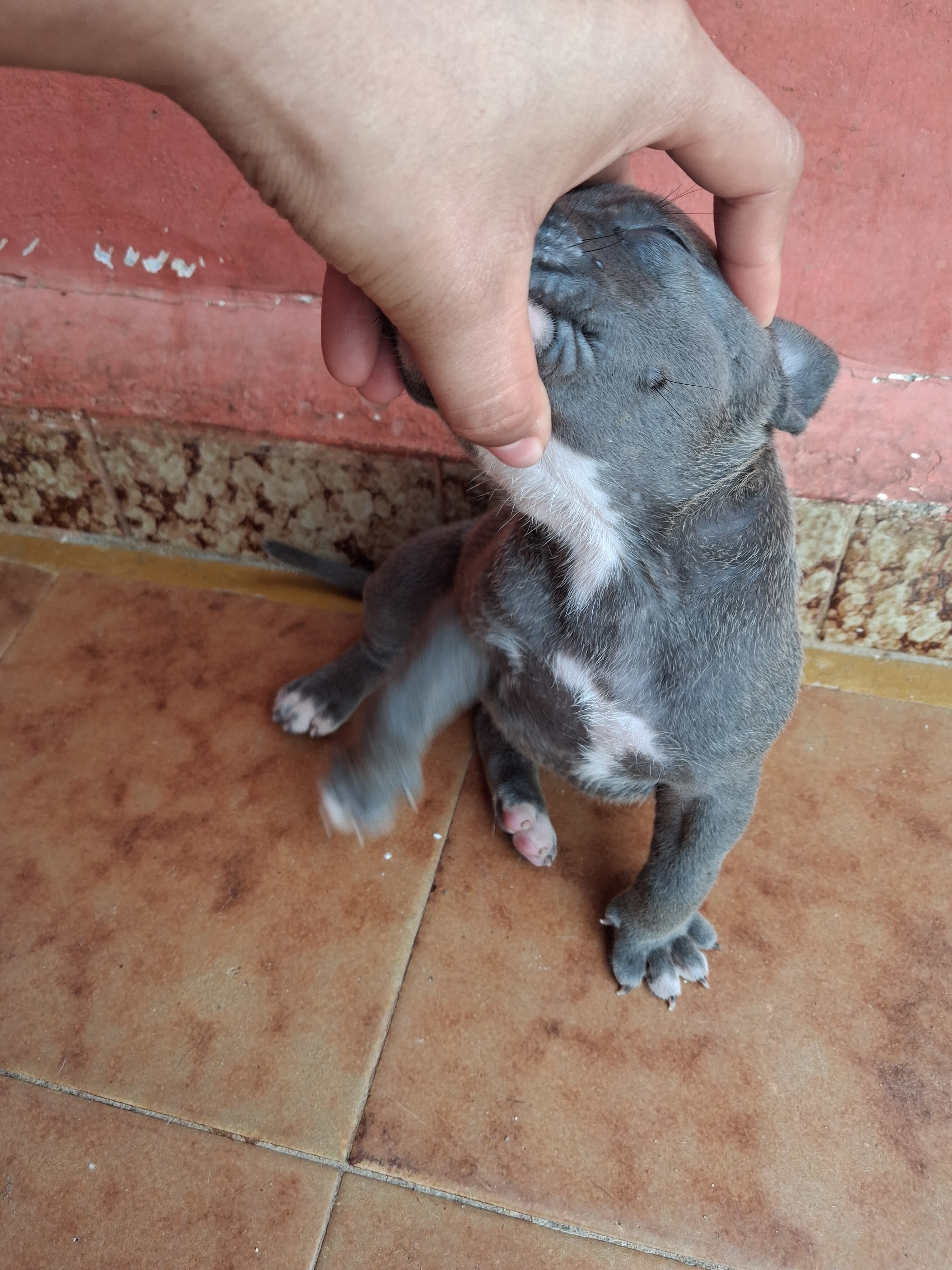 Portal Vendocão Filhotes de Pitmonster  Jequié 