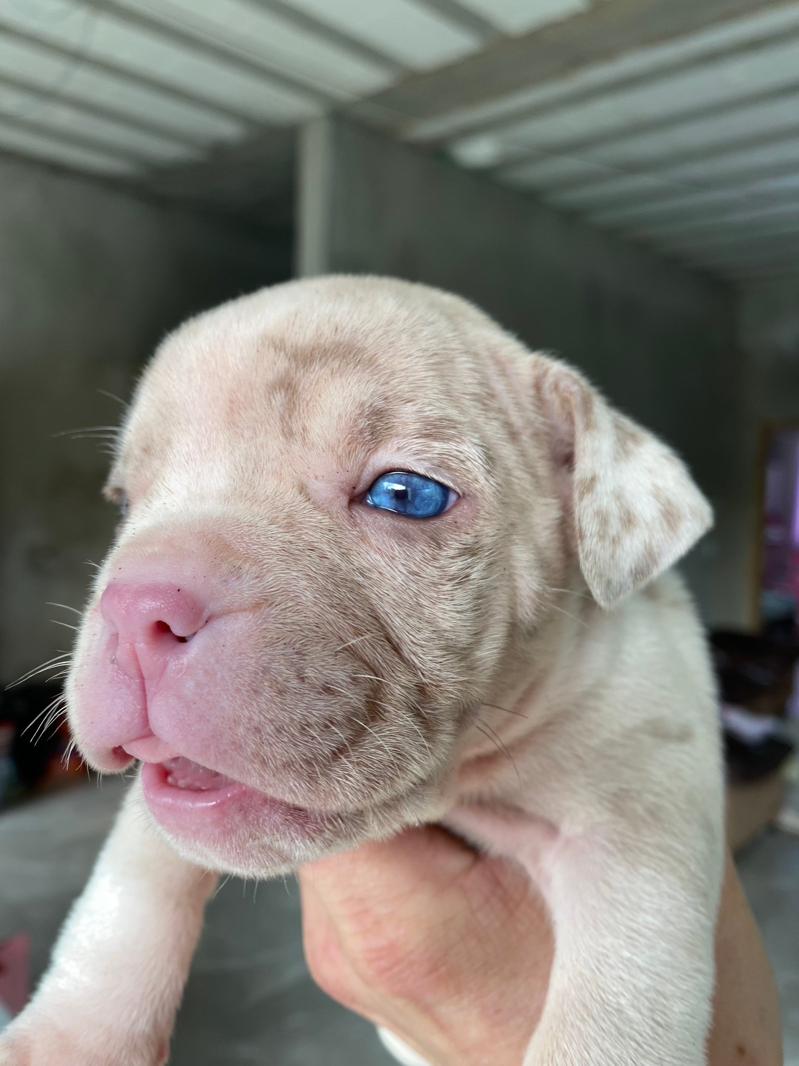 American bully merle lilac 