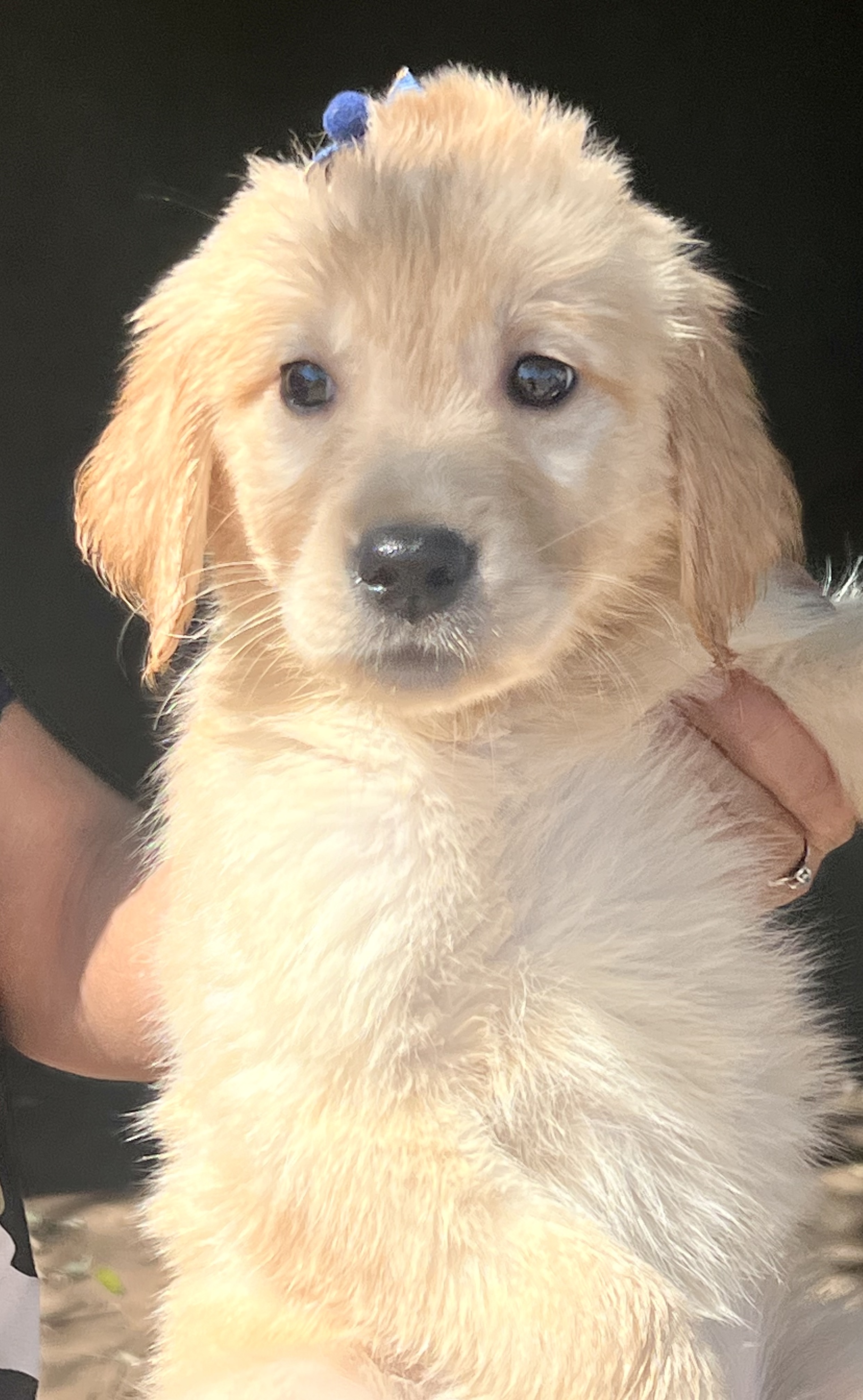 Portal Vendocão Golden Retriever filhote puro sangue  Campo grande