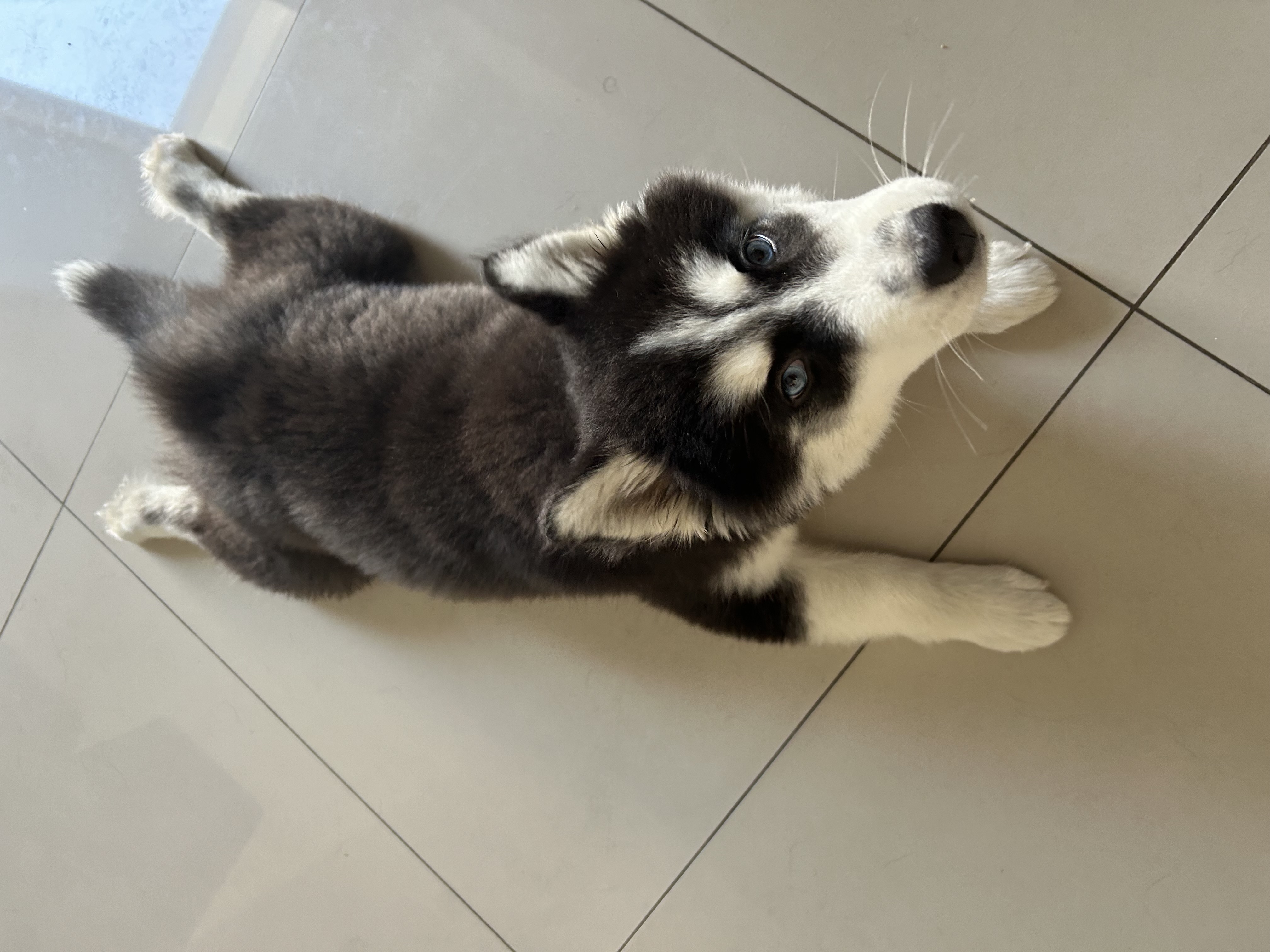 Portal Vendocão Filhote husky siberiano  Rio de janeiro