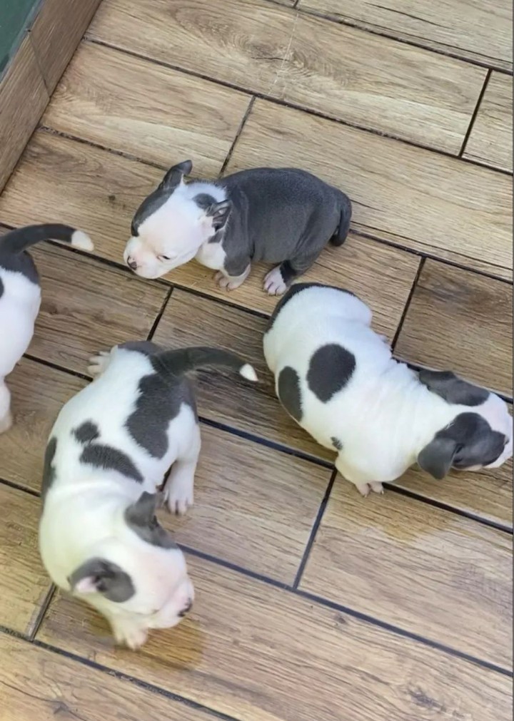 Filhotes American Bully  - Foto 2