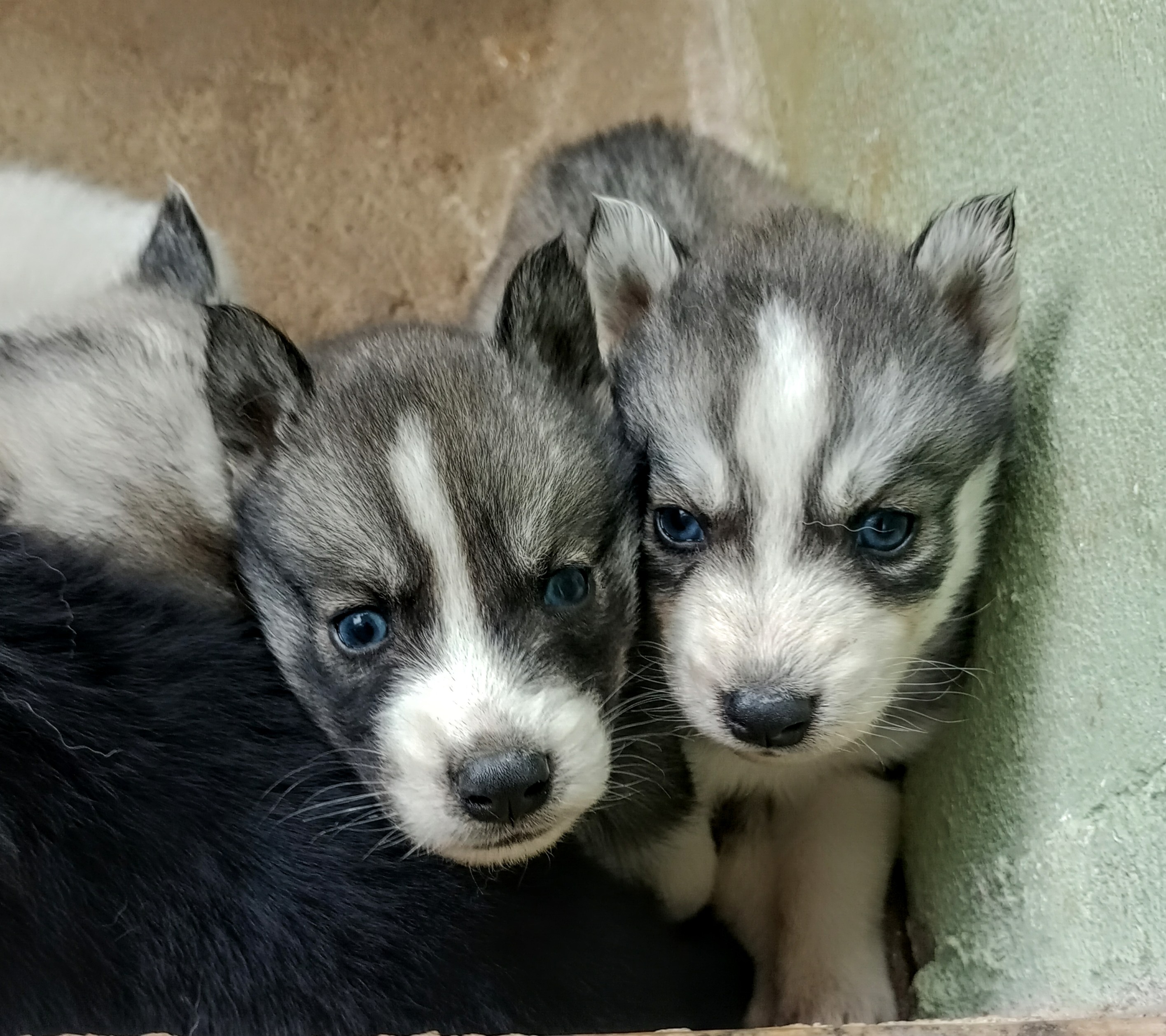 Portal Vendocão Filhote de Husky Siberiano Valença 