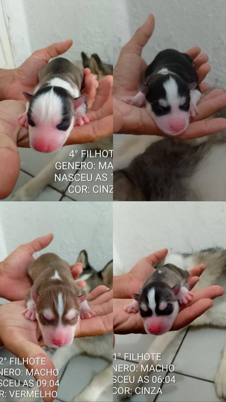 HUSKY SIBERIANO MACHO - Foto 1