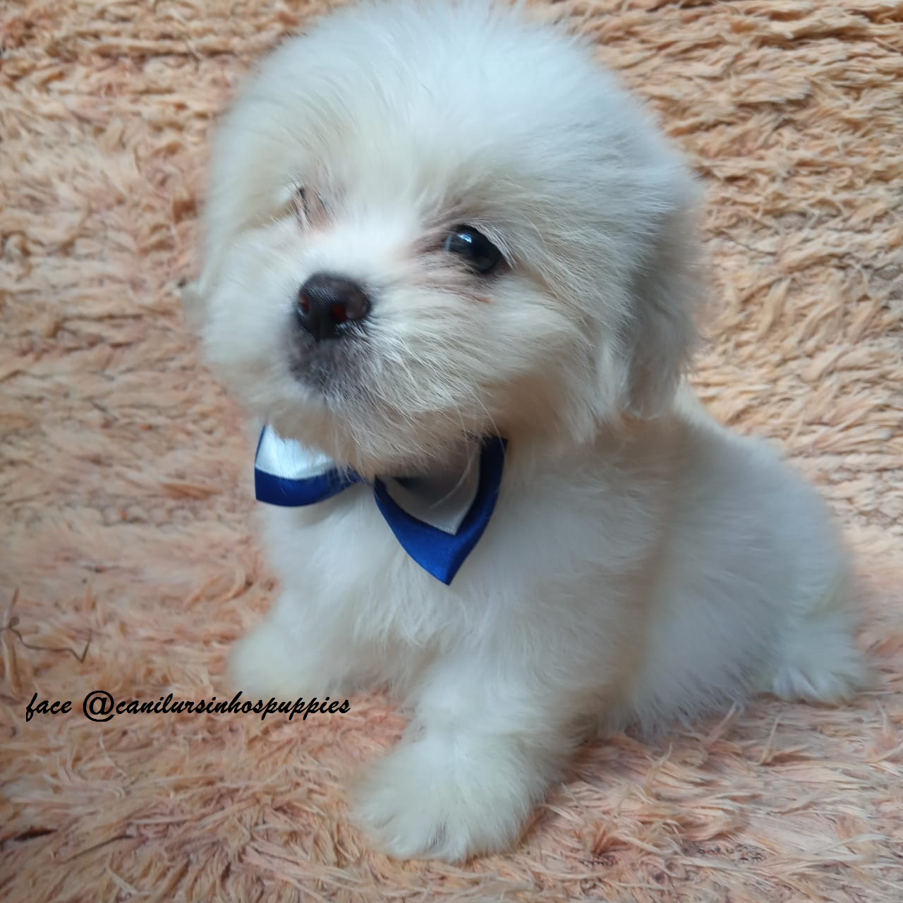 Portal Vendocão lhasa apso lindos bebes pronta entrega @canilursinhospuppies são paulo