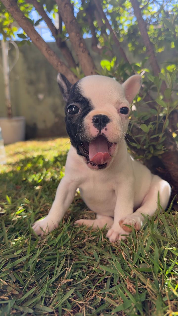 Filhote de Buldogue Francês  - Foto 1