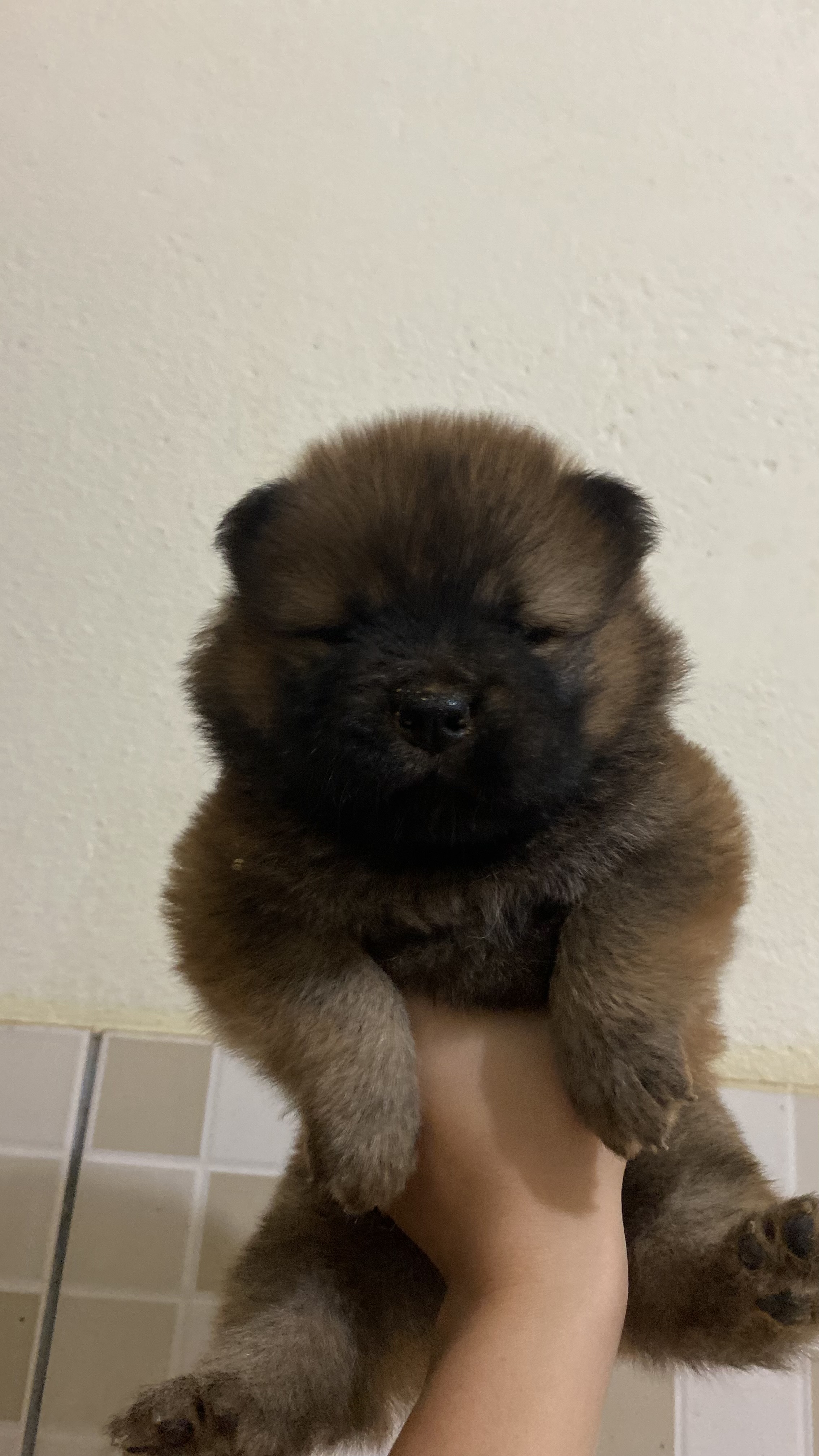 Portal Vendocão Filhote de chow chow Ipatinga