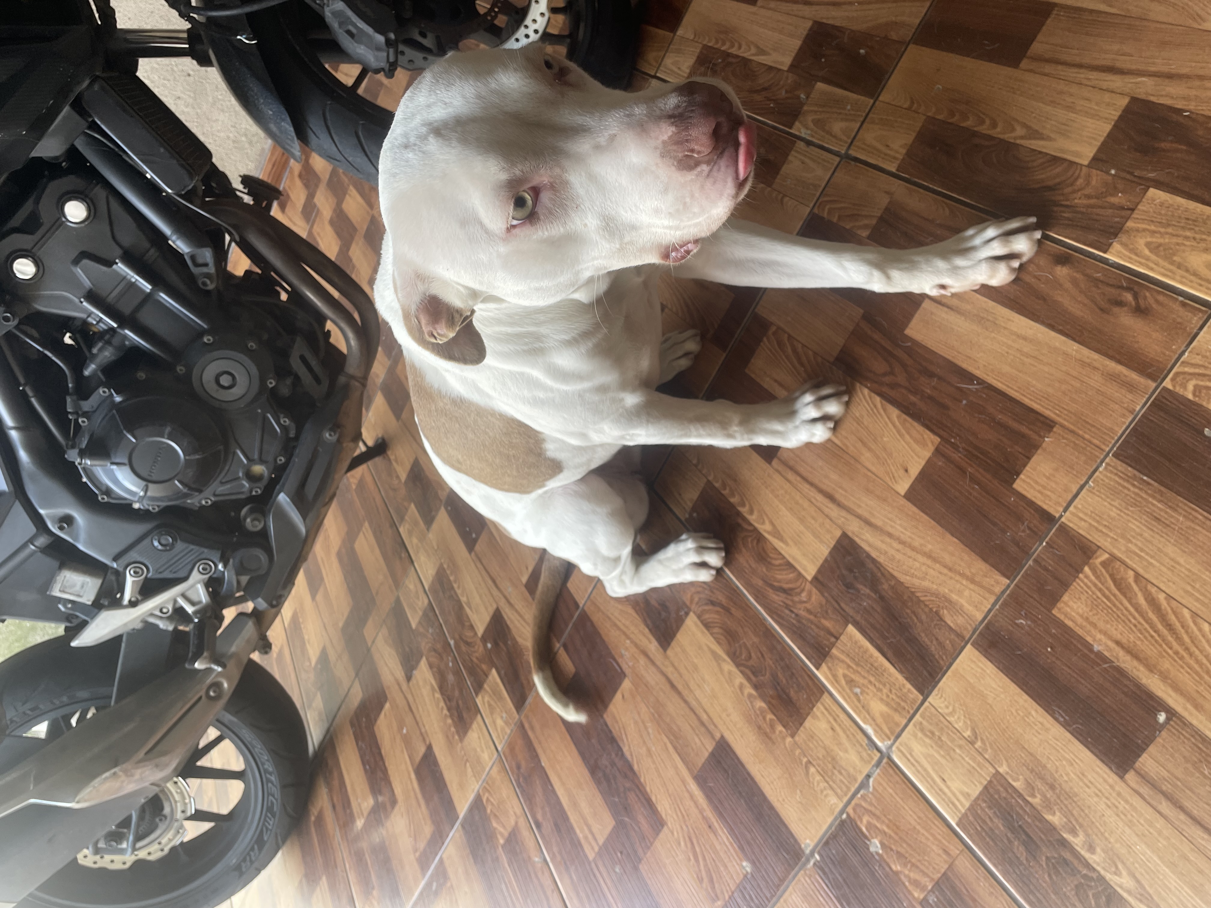Filhote de pitbull  - Foto 2