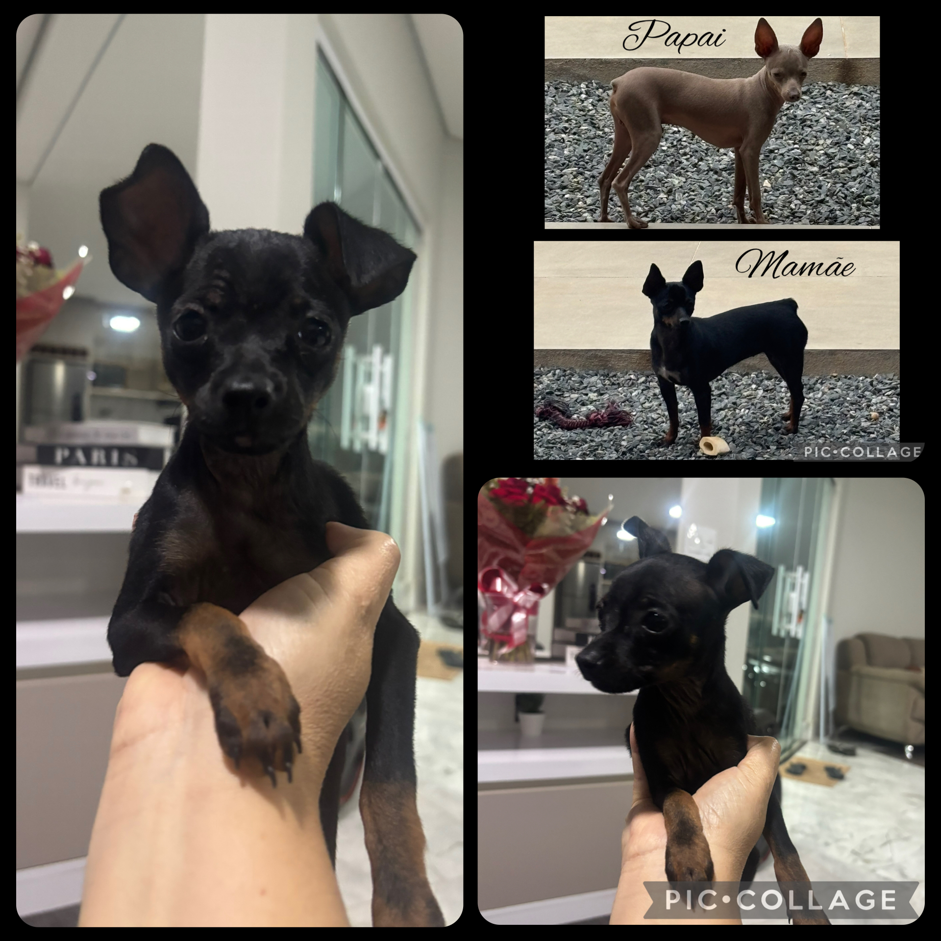 Portal Vendocão Macho pinscher Brasília 