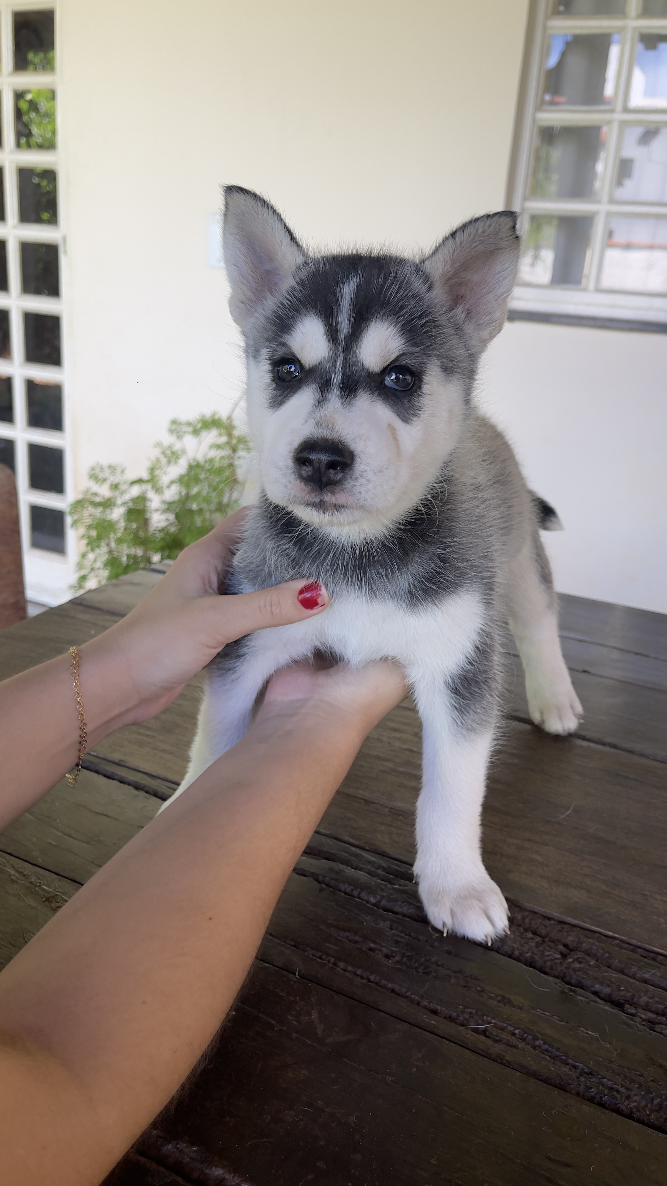 Filhotes Husky Siberiano  - Foto 3
