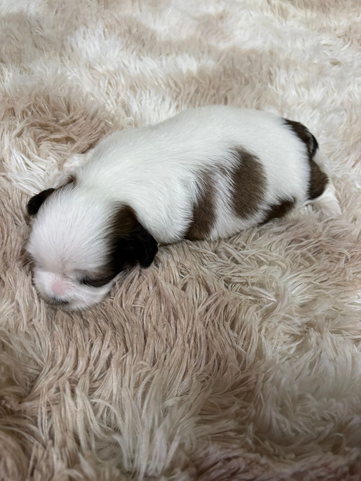 Shih Fêmea mini e Shih Tzu machos - Foto 3