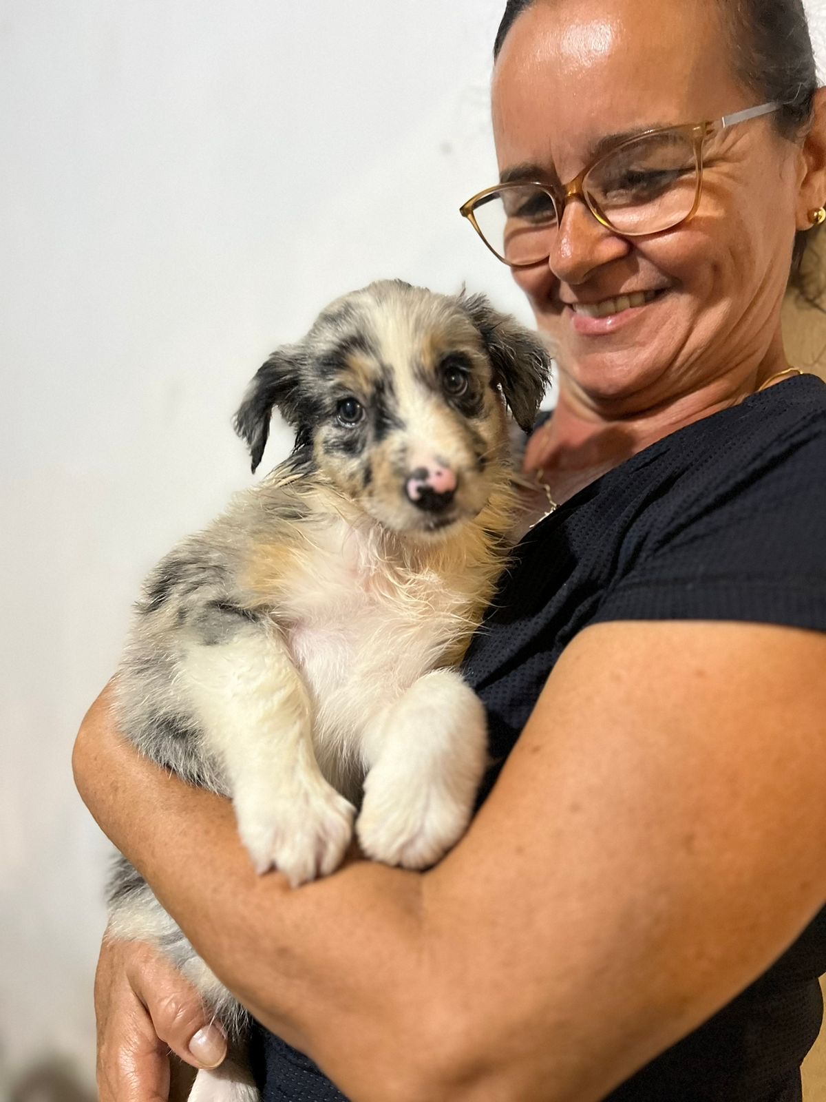 Portal Vendocão Filhote Fêmea Border Collie  Lauro de Freitas 
