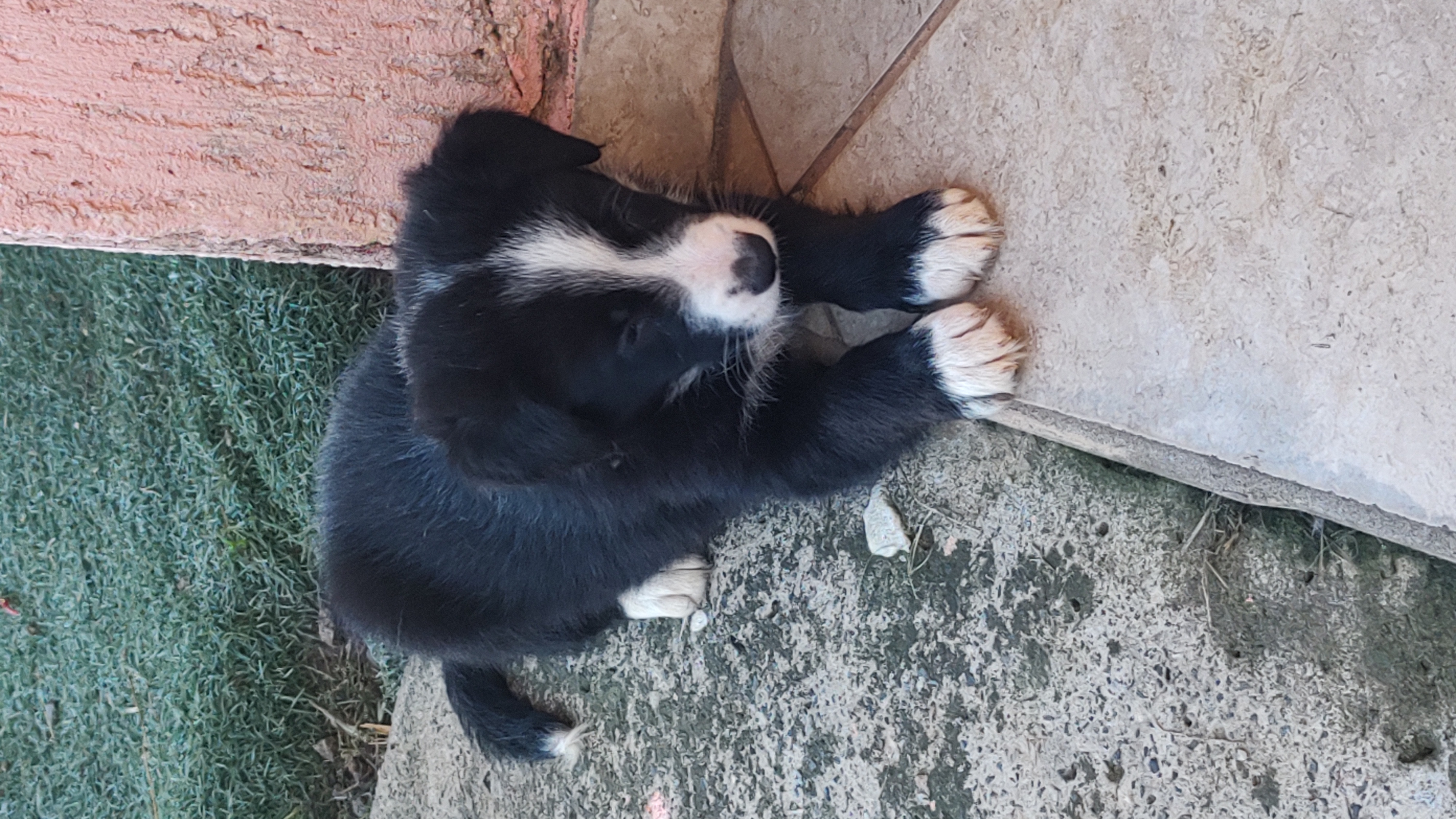 Vendo Boder collie  - Foto 2