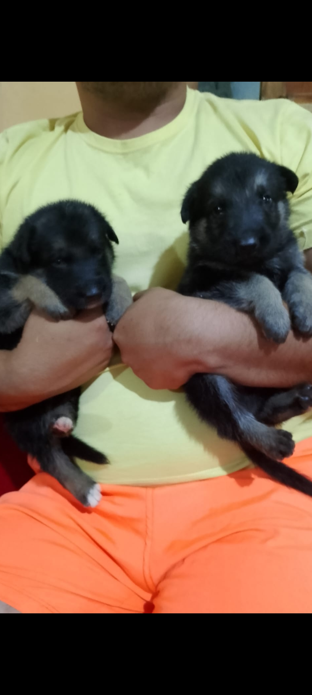 Portal Vendocão Filhotes de pastor alemão Macapá