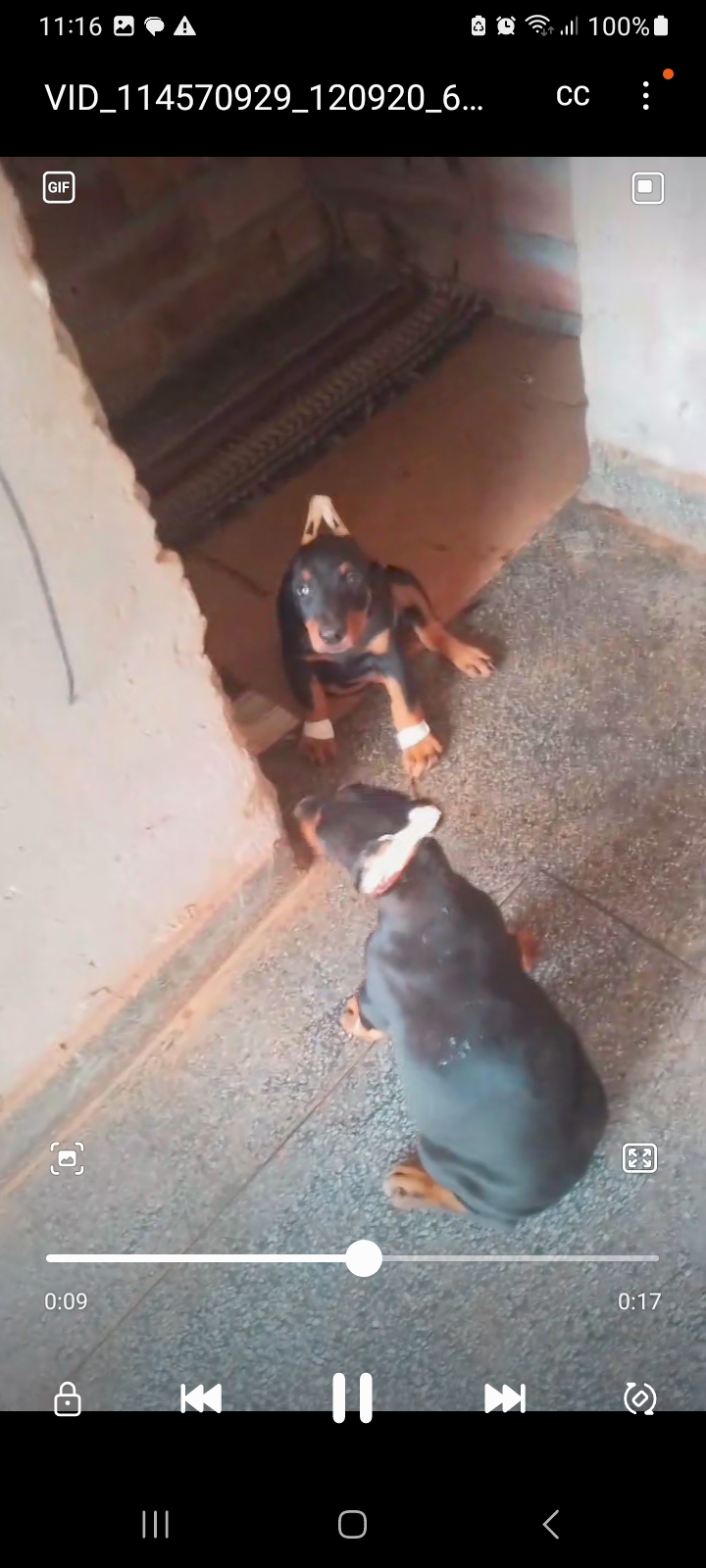 Portal Vendocão Filhote de doberman Goiânia