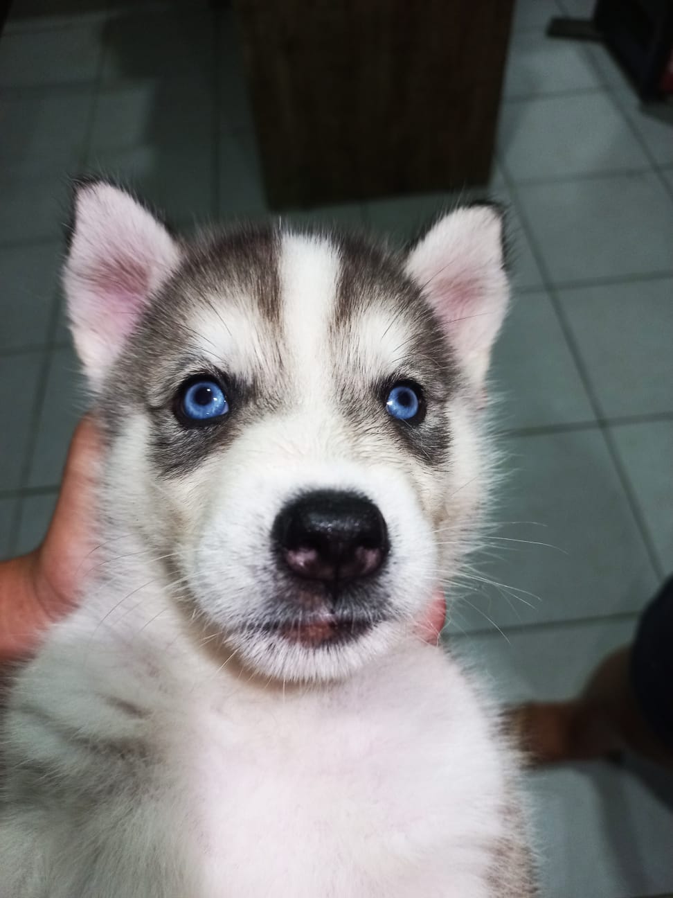 Portal Vendocão Husky siberiano  Recife - PE
