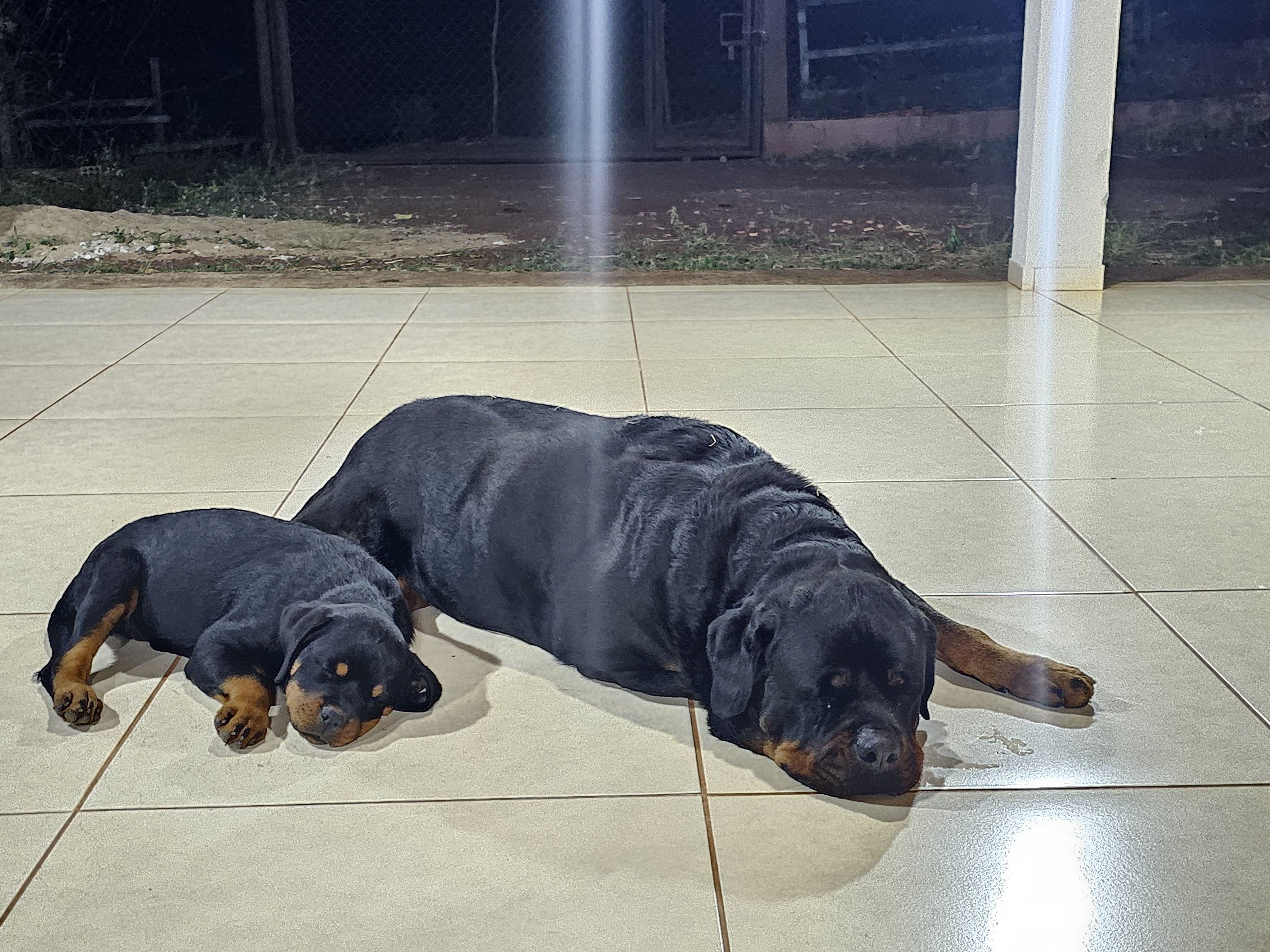 Portal Vendocão ROTTWEILER  Londrina