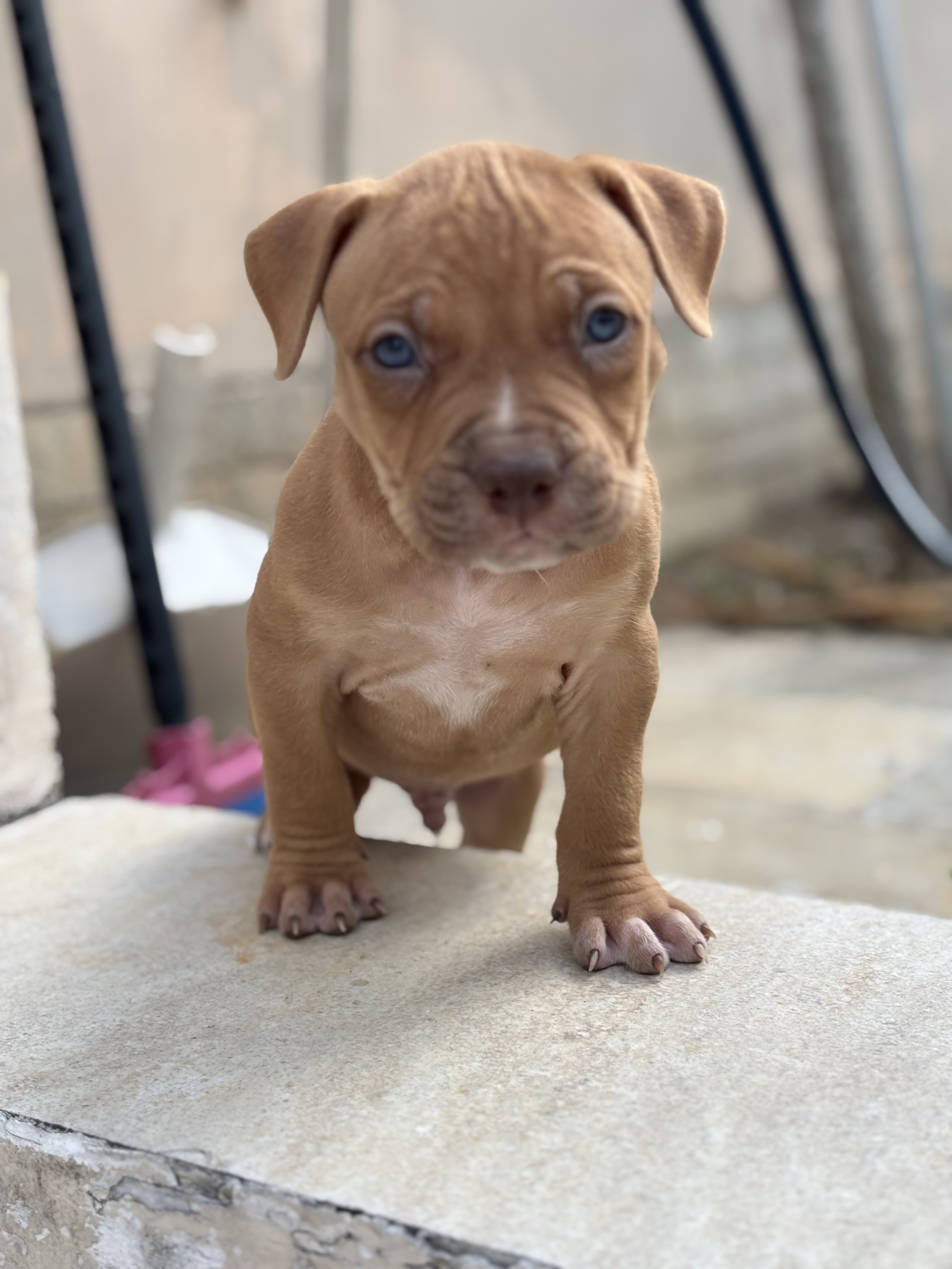 Portal Vendocão Filhotes de Pitbull  Campina Grande 