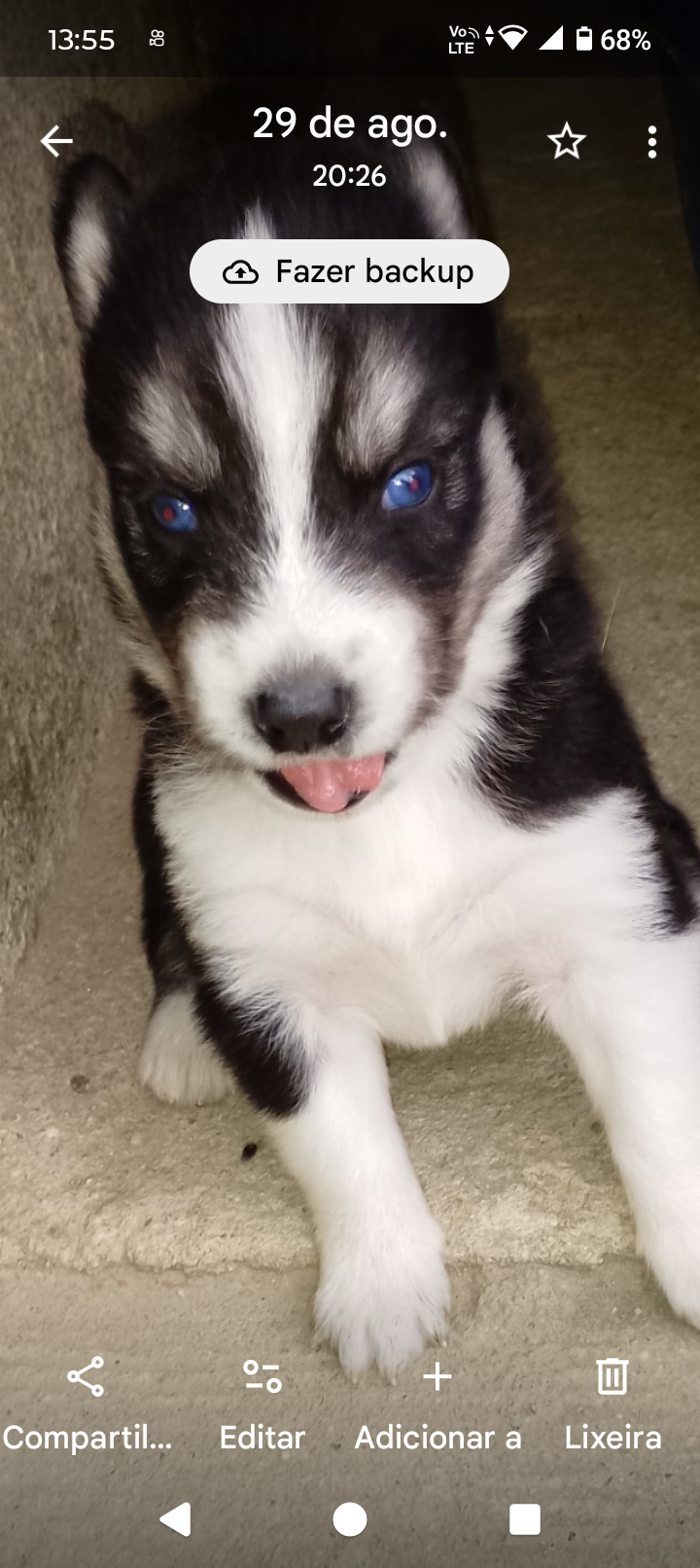 Portal Vendocão Filhotes husky siberiano. Duque de Caxias