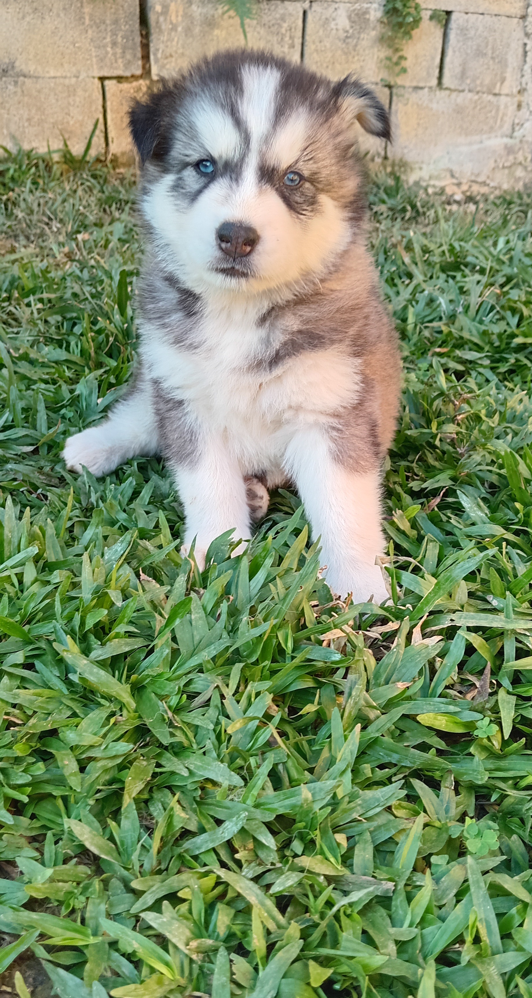 Husky Siberiano Filhote - Foto 3