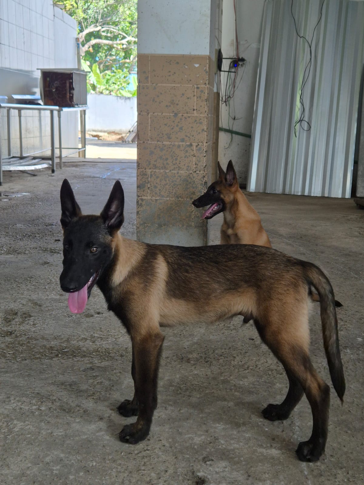 Pastor Belga Malinois disponíveis! - Foto 3