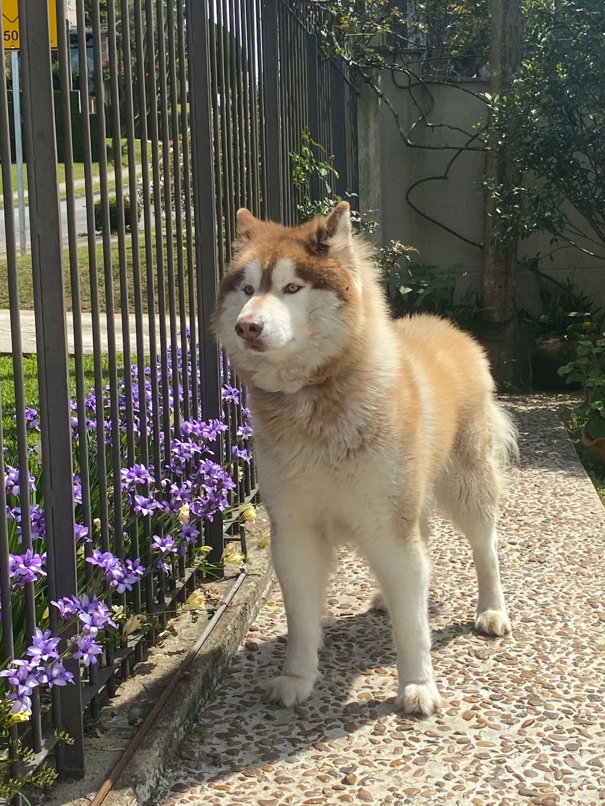 Filhote Husky Siberiano - Foto 4
