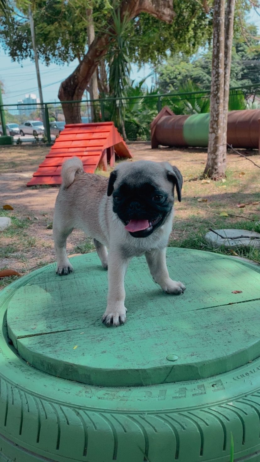 Portal Vendocão PUG ABRICOT MANAUS
