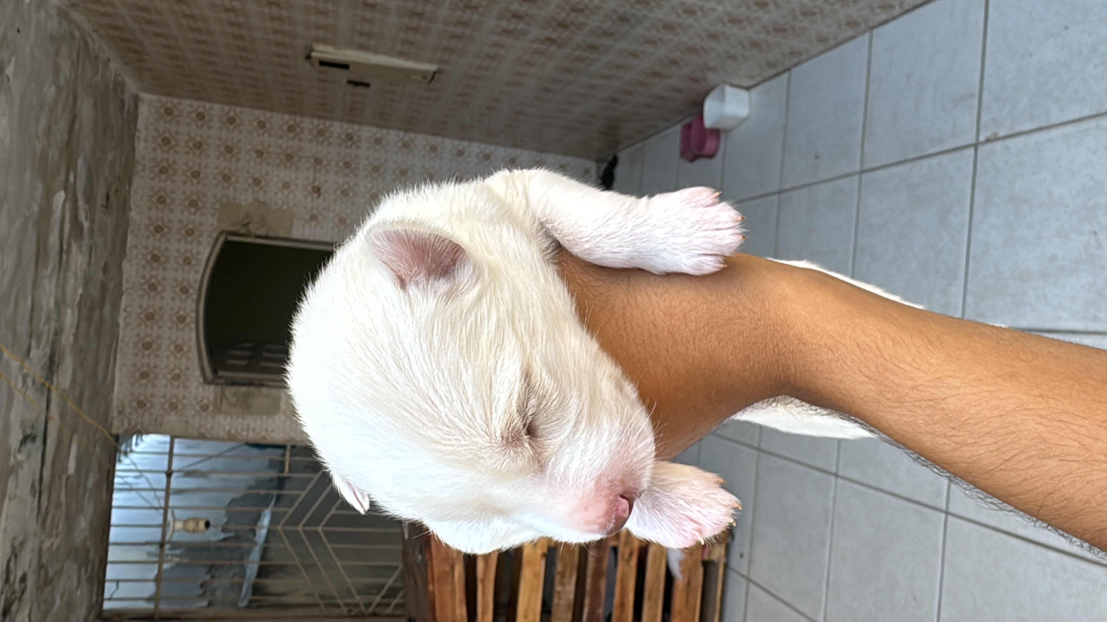 Portal Vendocão Husky siberiano Holly Itabaiana