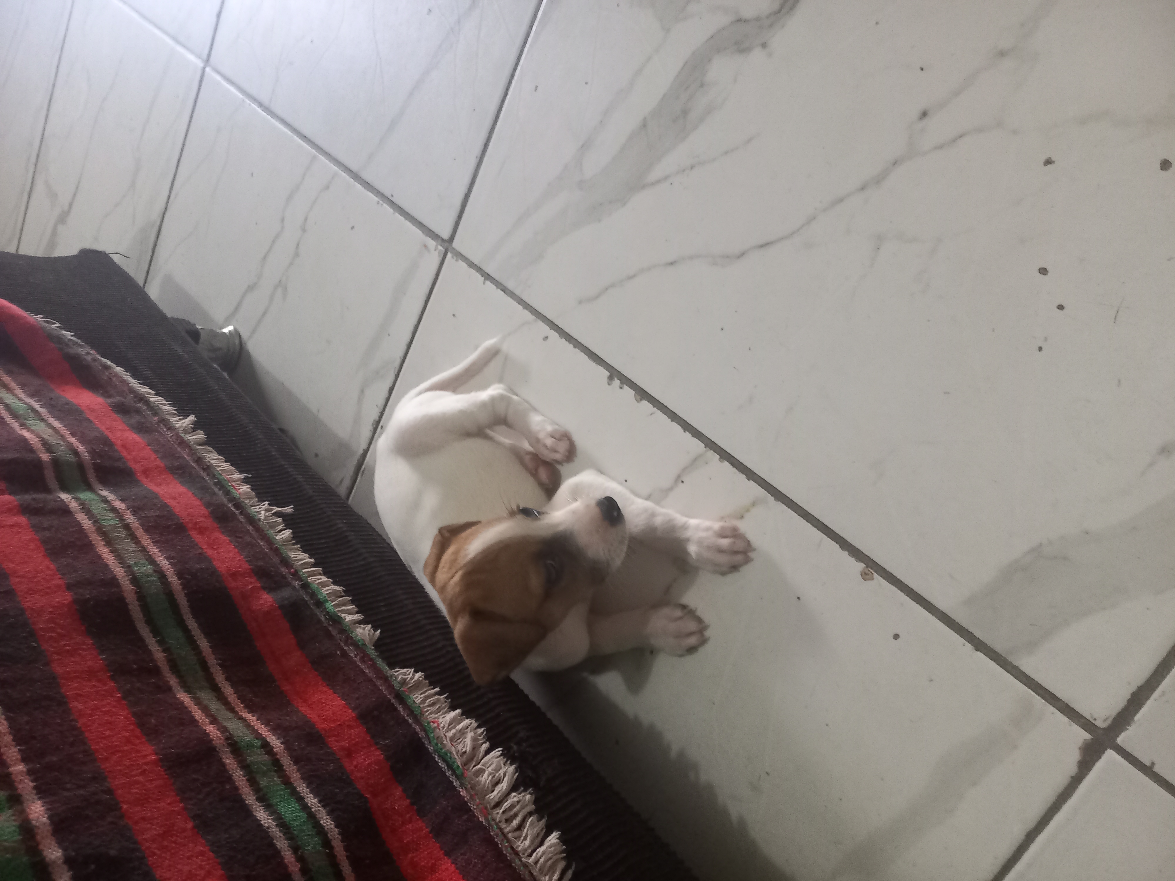 Portal Vendocão vendo filhote de jack russell terrier Teresina 