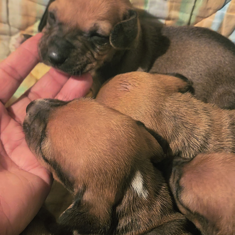 Ninhada basset Dachshund - Foto 1