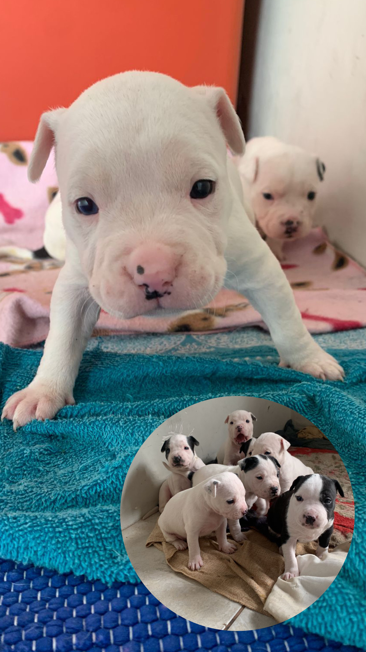 Portal Vendocão Filhotes de Pitbull  Três Cachoeiras 