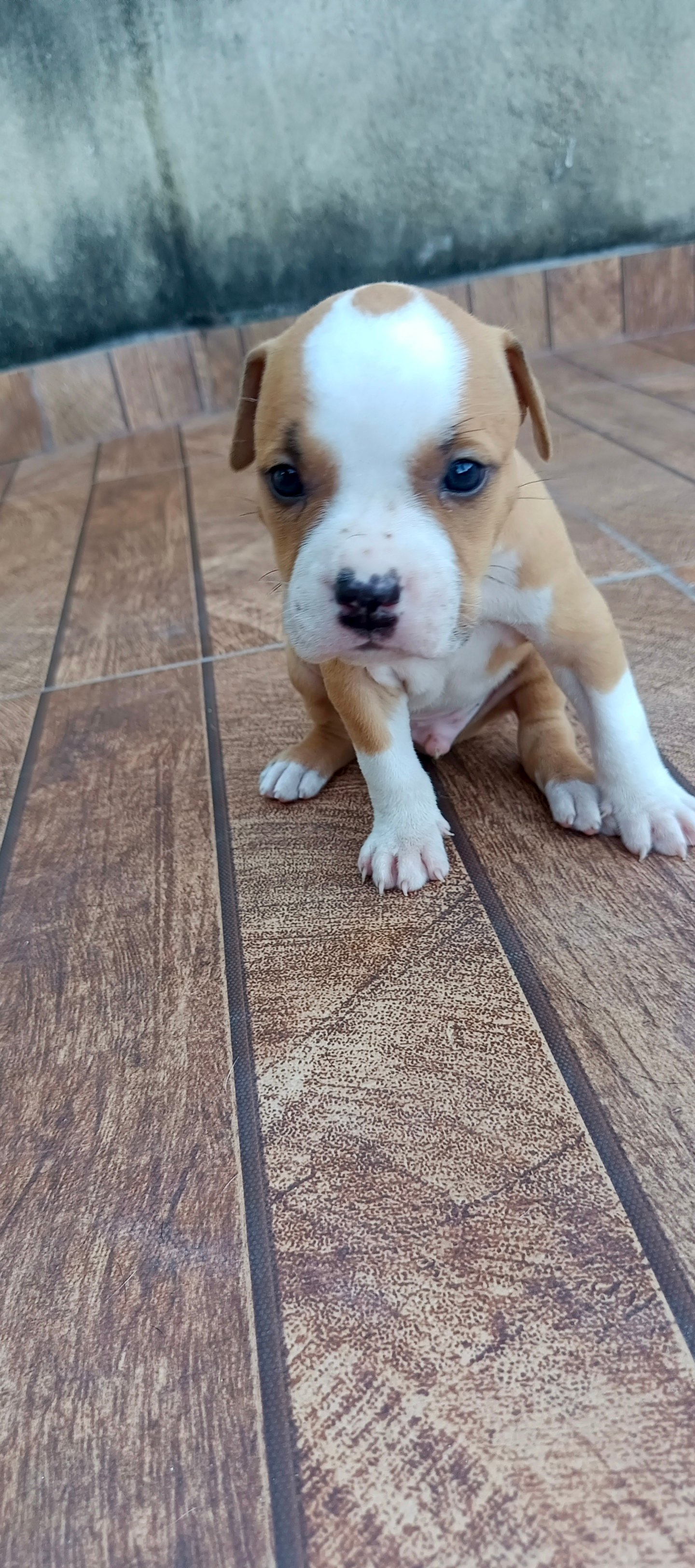 Filhotes American pitbull - Foto 3