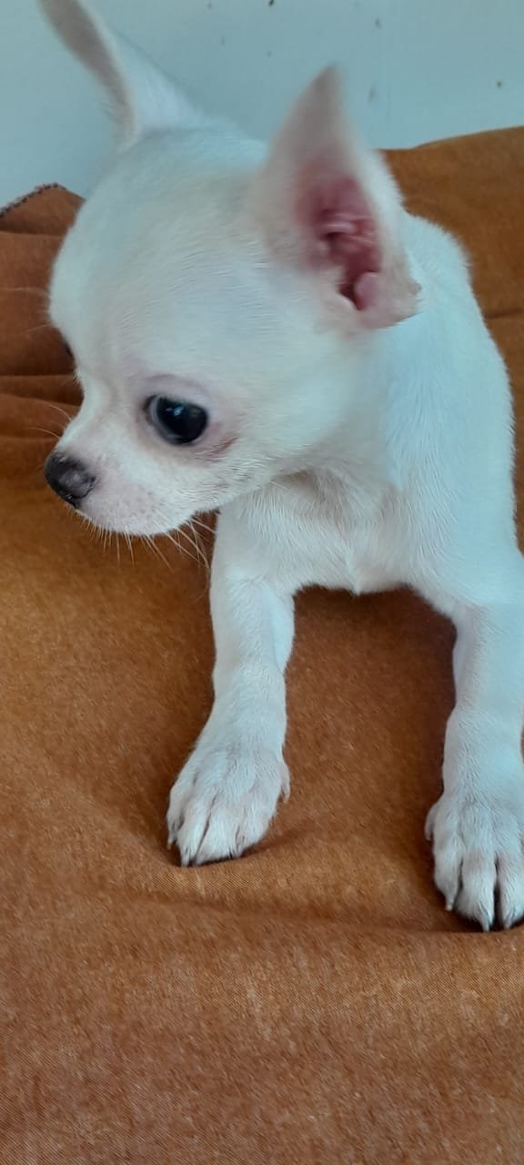 SOU OLIVER - CHIHUAHUA MACHO PELO CURTO COM PEDIGREE CBKC - LINHAGEM PURA - Foto 1