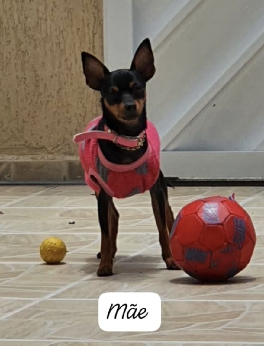 Filhote de Pinscher machos com 3 meses  - Foto 3