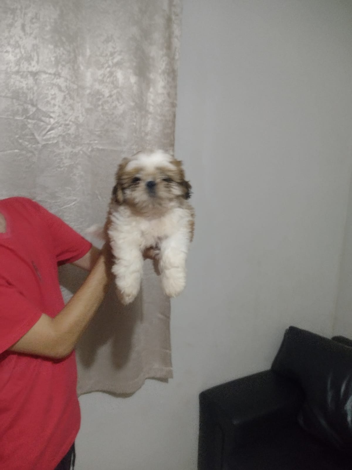 Portal Vendocão Shitzu macho filhote  Brasília