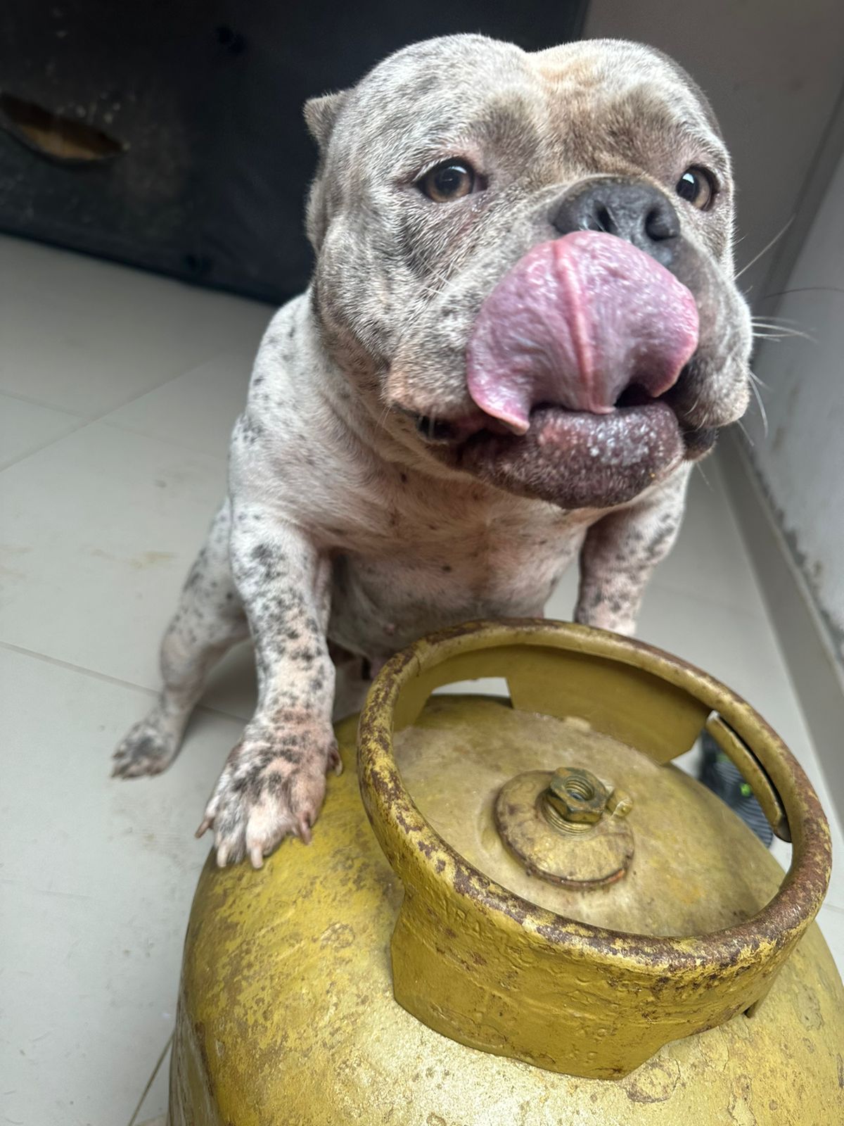 Portal Vendocão American bully Belo Horizonte 