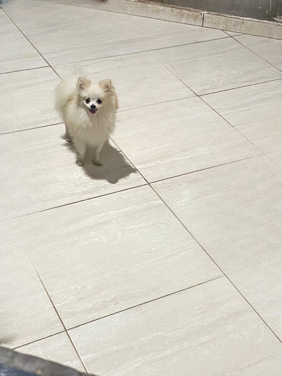 Portal Vendocão Vendo filhotes de Spitz Alemão Belém 