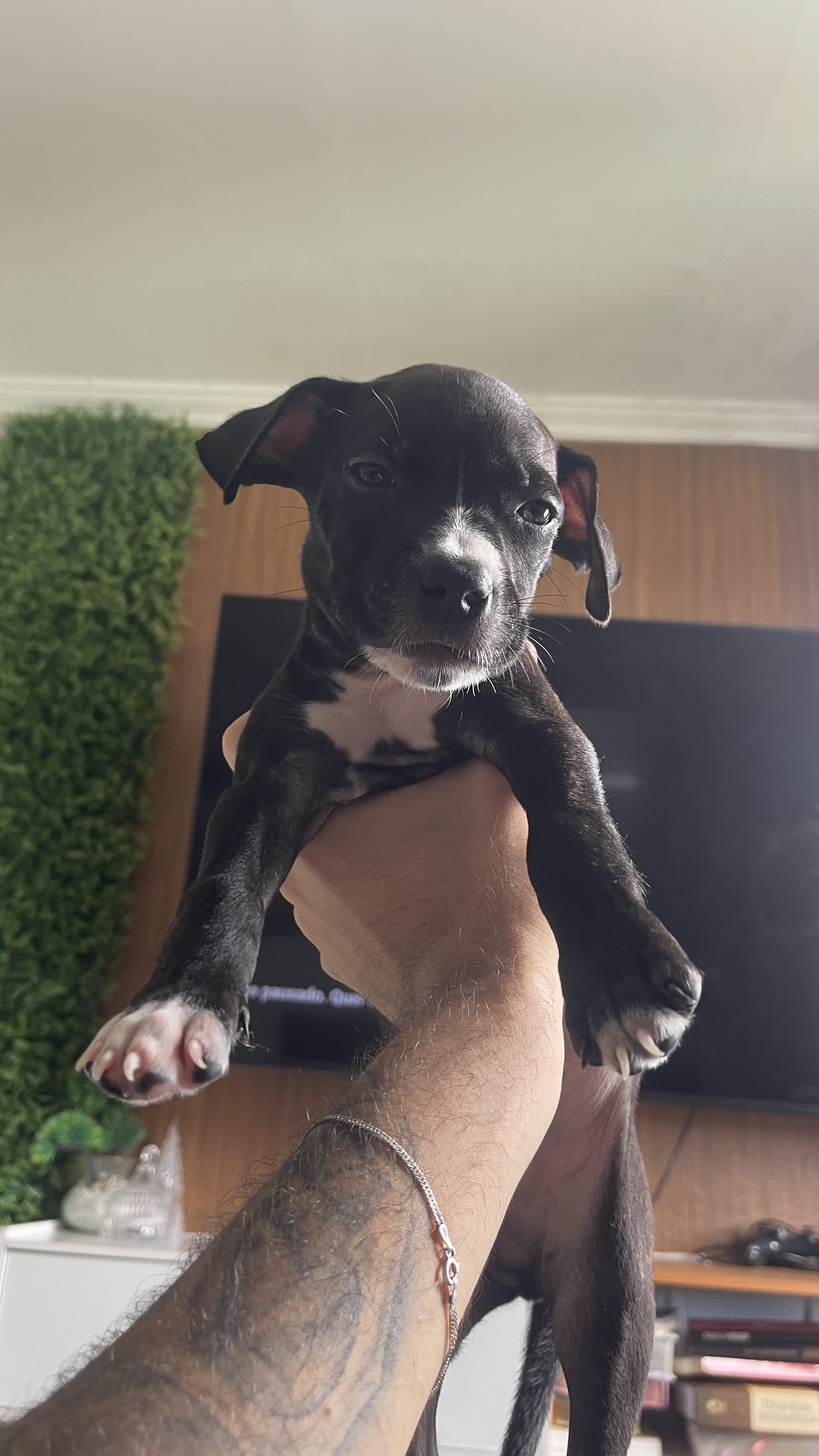 Pitbull
